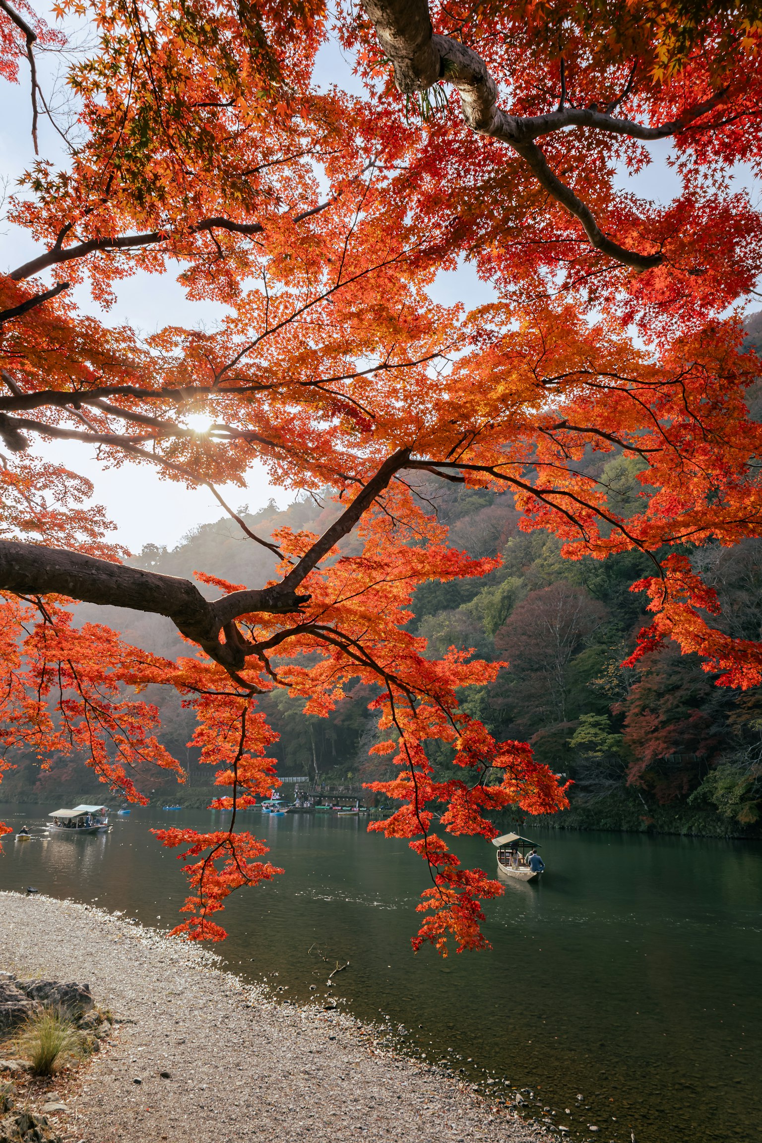 美麗的紅楓樹枝俯瞰著河流