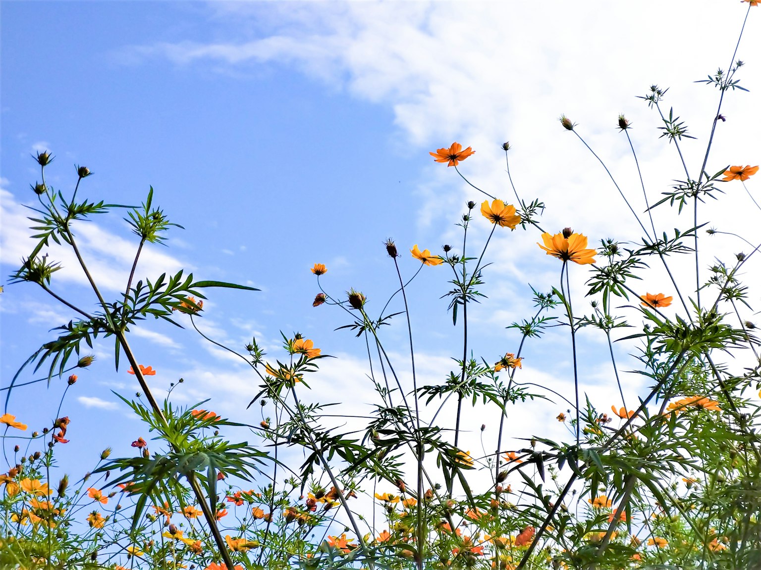 Landschaft mit orangefarbenen Blumen und grünen Stängeln unter einem blauen Himmel