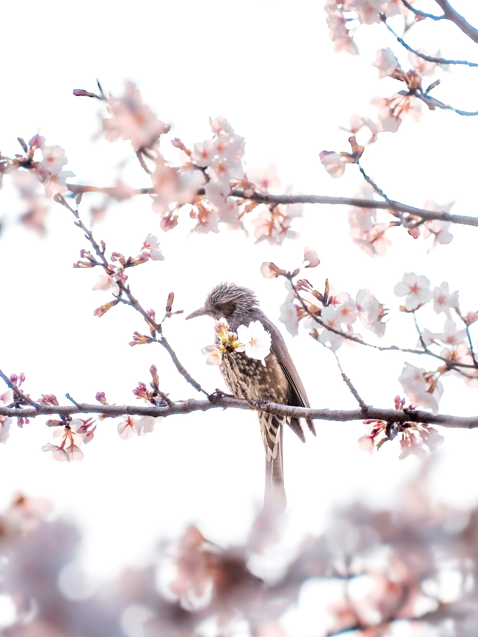Kedekatan burung di antara bunga sakura
