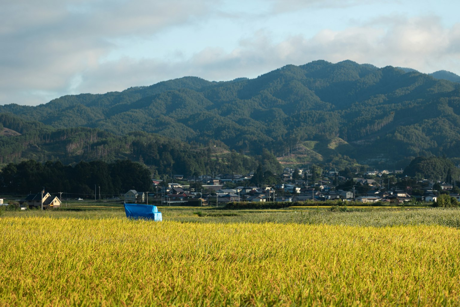 被稻田和山脉环绕的村庄风景