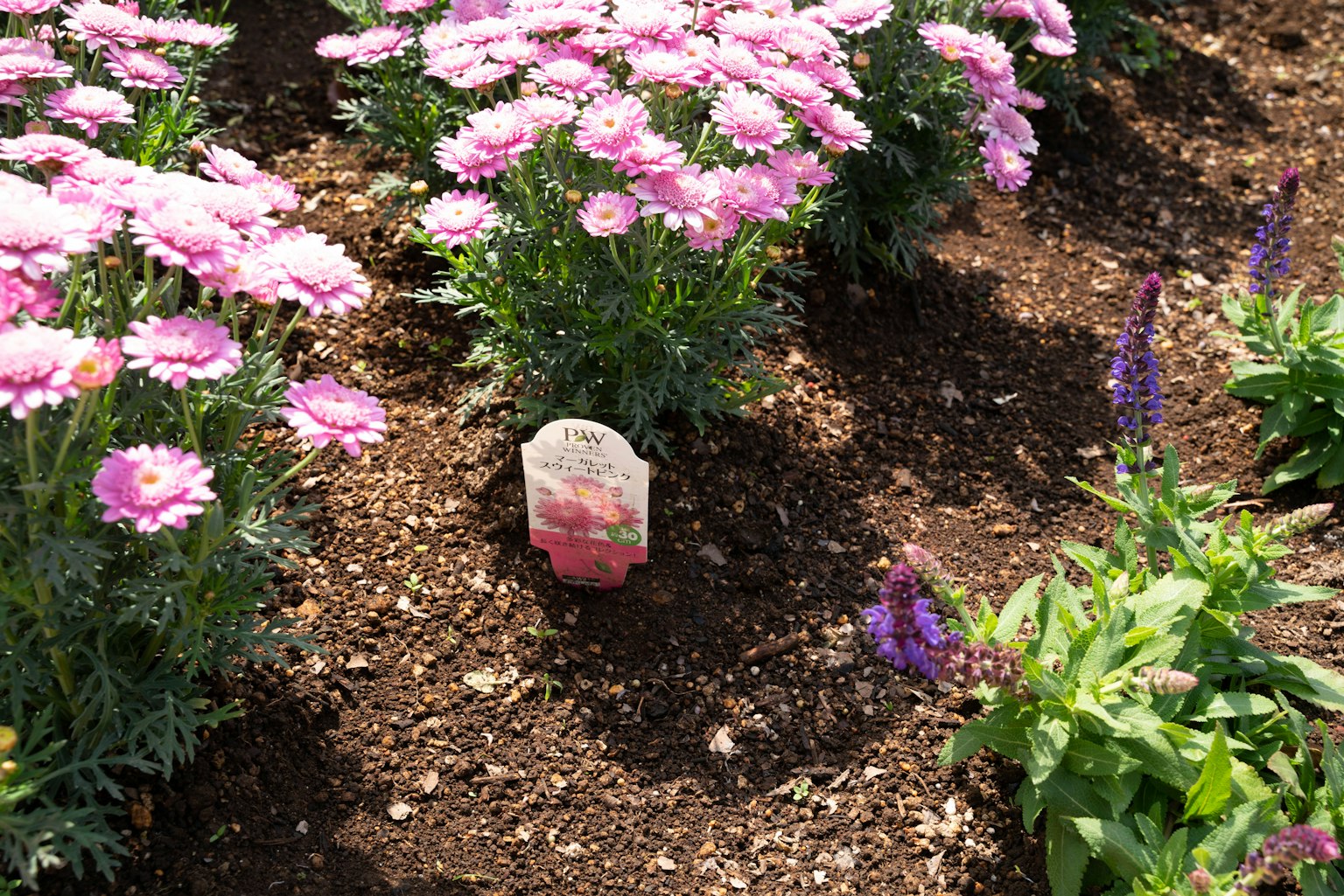 Bunte Stein zwischen rosa Blumen in einem Garten platziert