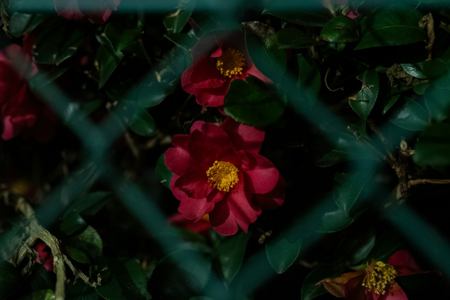 Flores rojas y hojas verdes vistas a través de una cerca verde