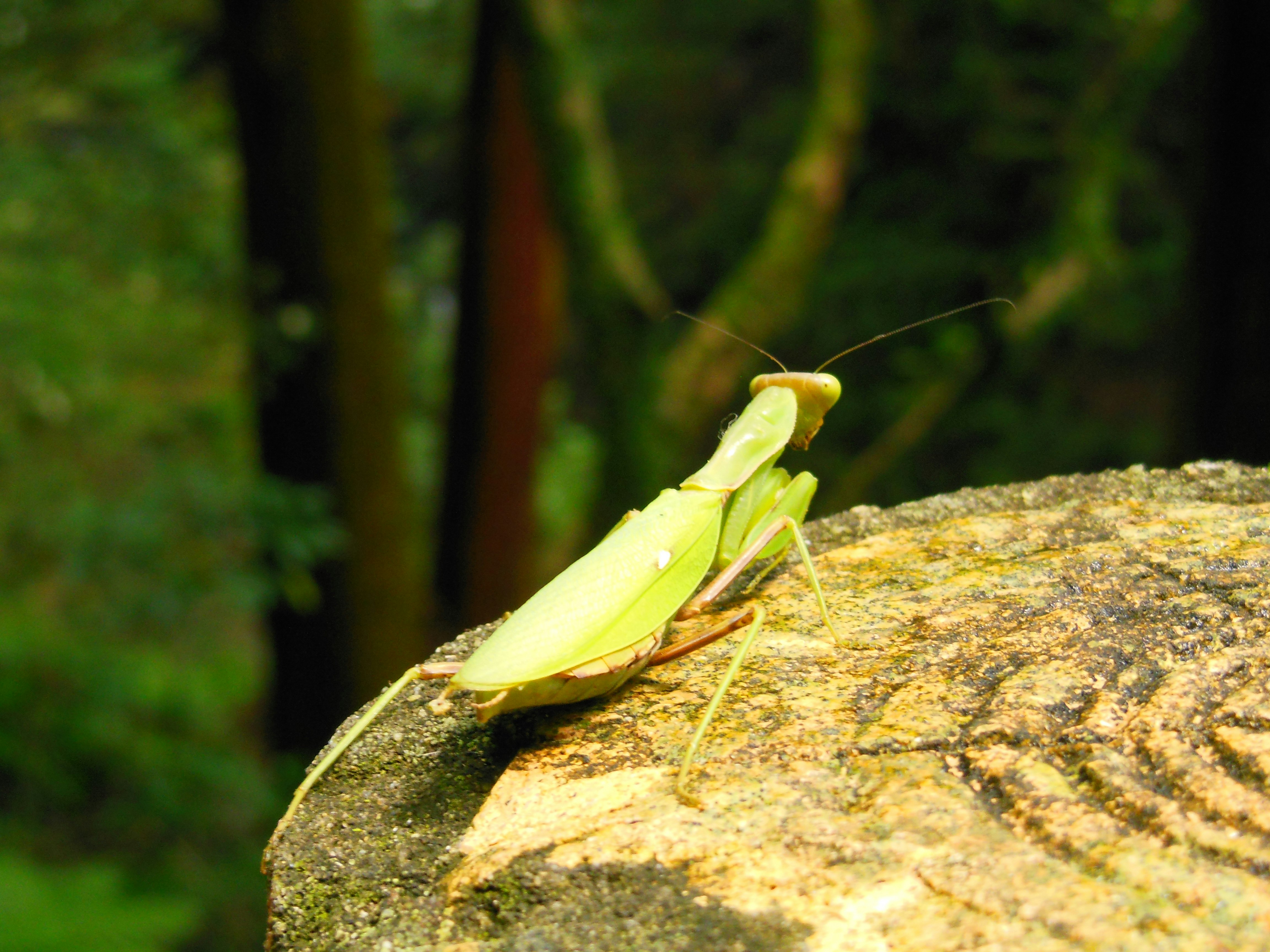 praying mantis sur une pierre couverte de mousse