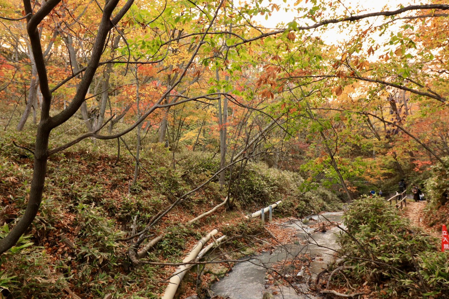 Ruscello in una foresta autunnale con alberi colorati