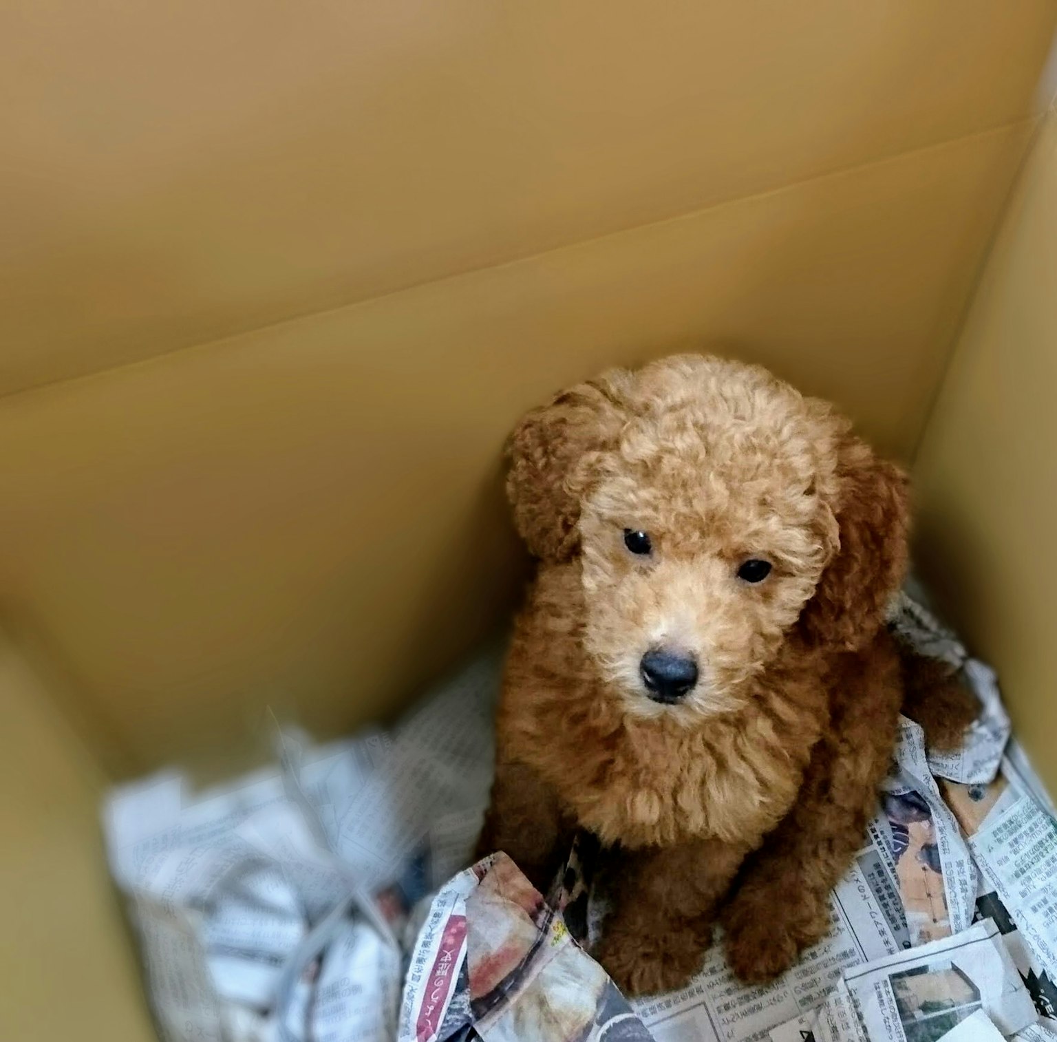 Brown puppy sitting on newspaper inside a box