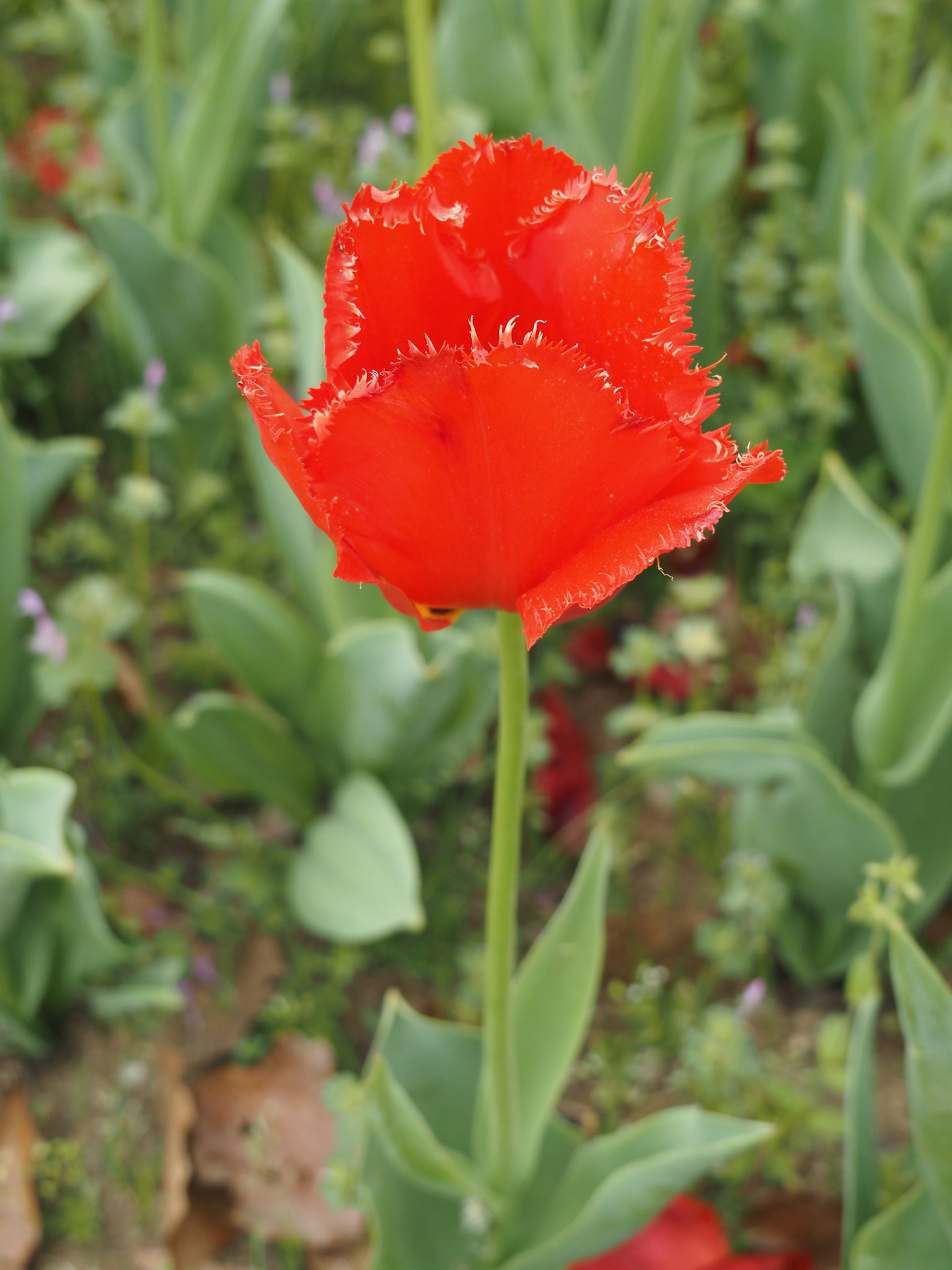 A vibrant red tulip standing among green leaves