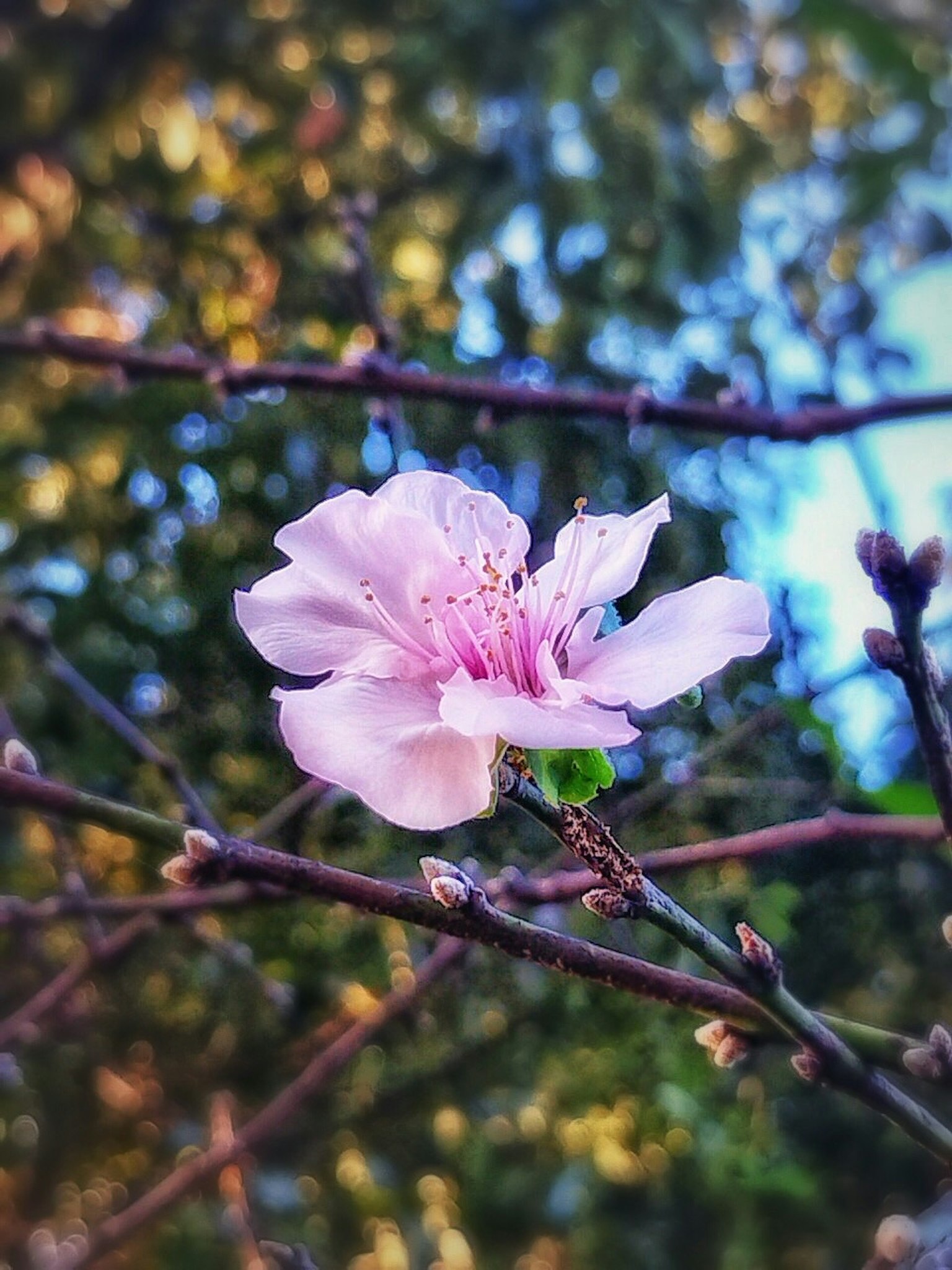 Eine zarte rosa Blume blüht an einem Zweig mit unscharfem grünem Hintergrund und sanften Farben