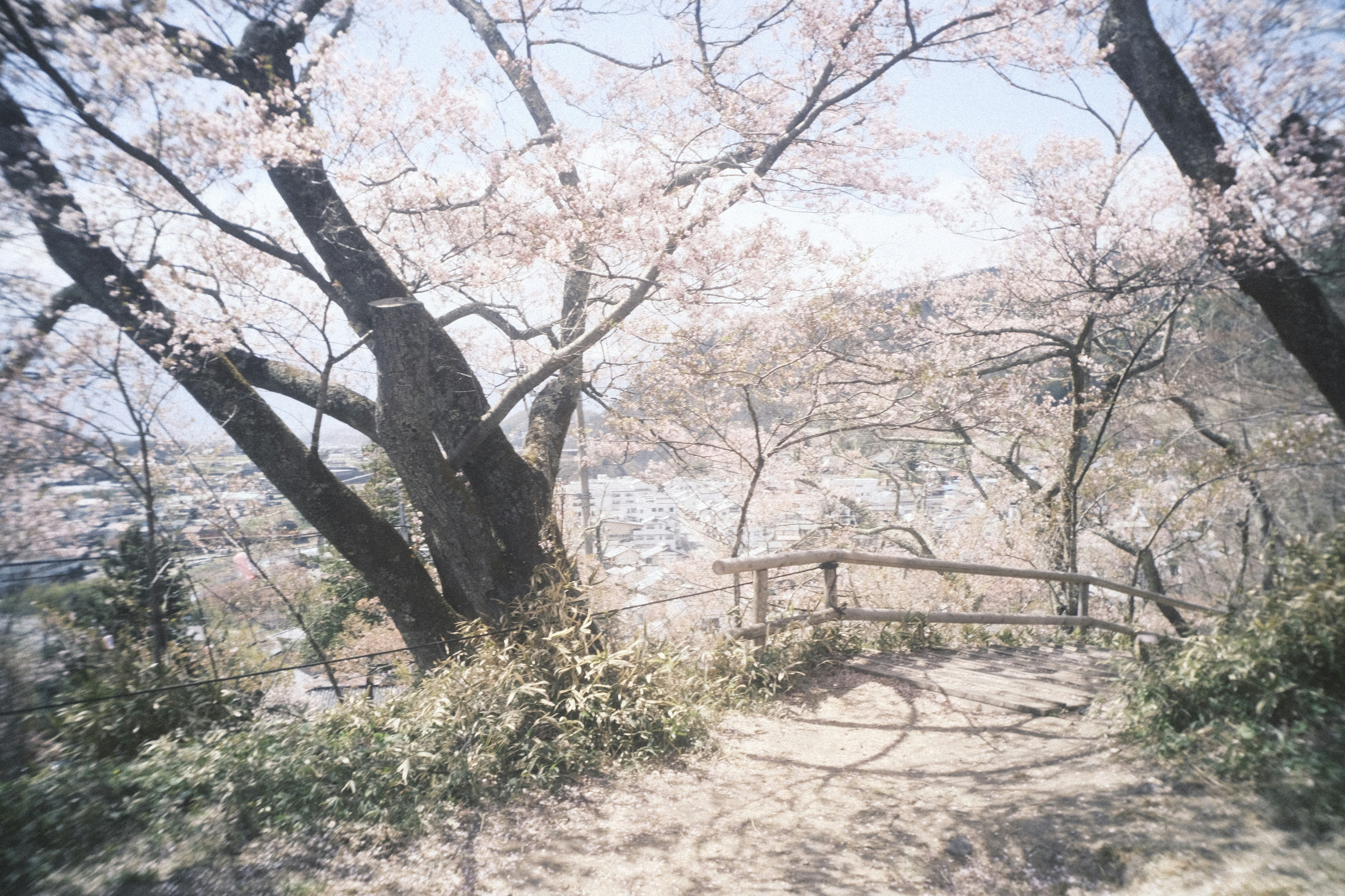 樱花树下的步道与枝条