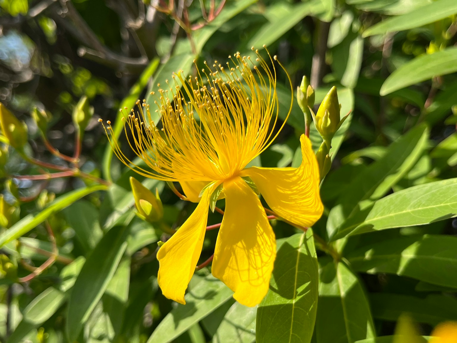 Flor amarilla vibrante rodeada de hojas verdes