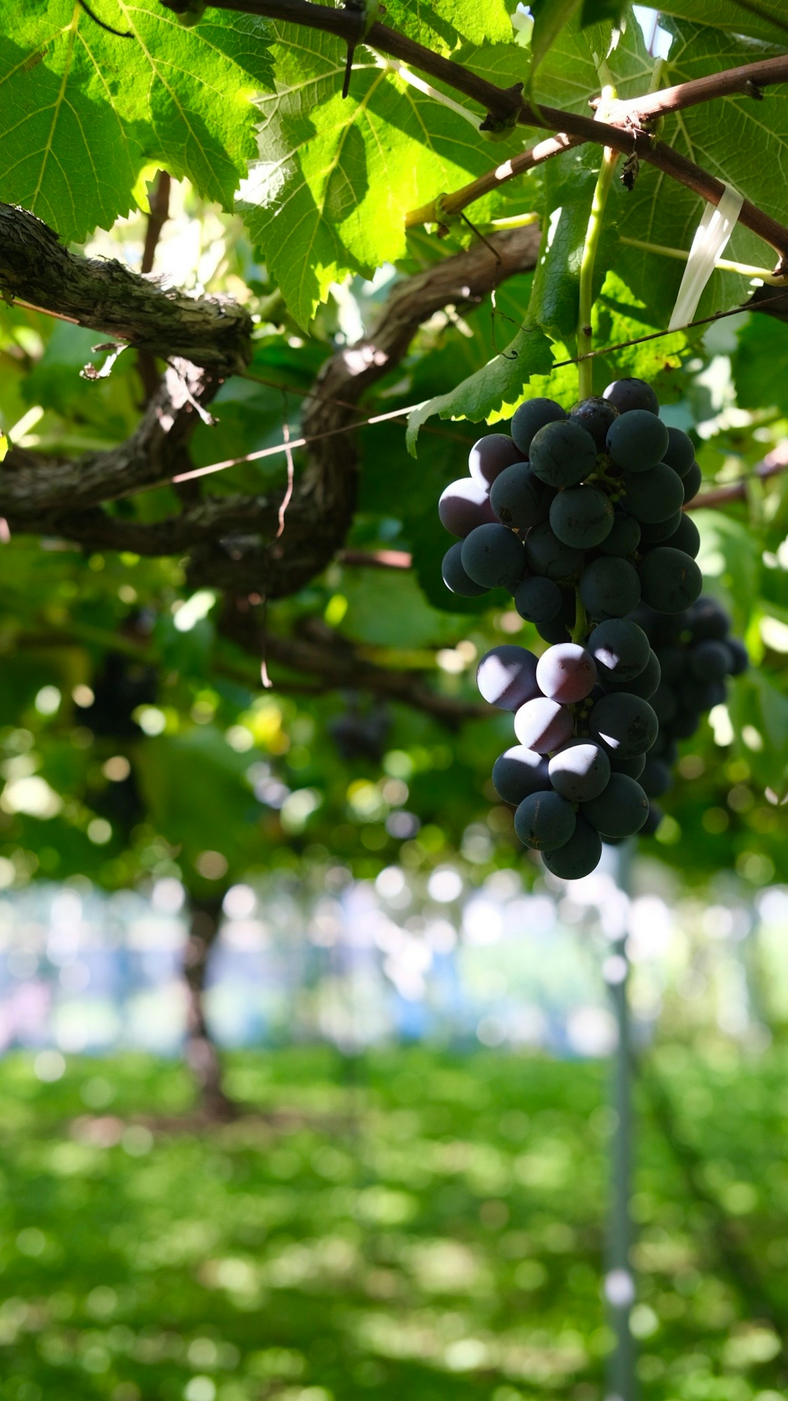 Ein Traubenbündel hängt zwischen grünen Blättern in einem Weinberg