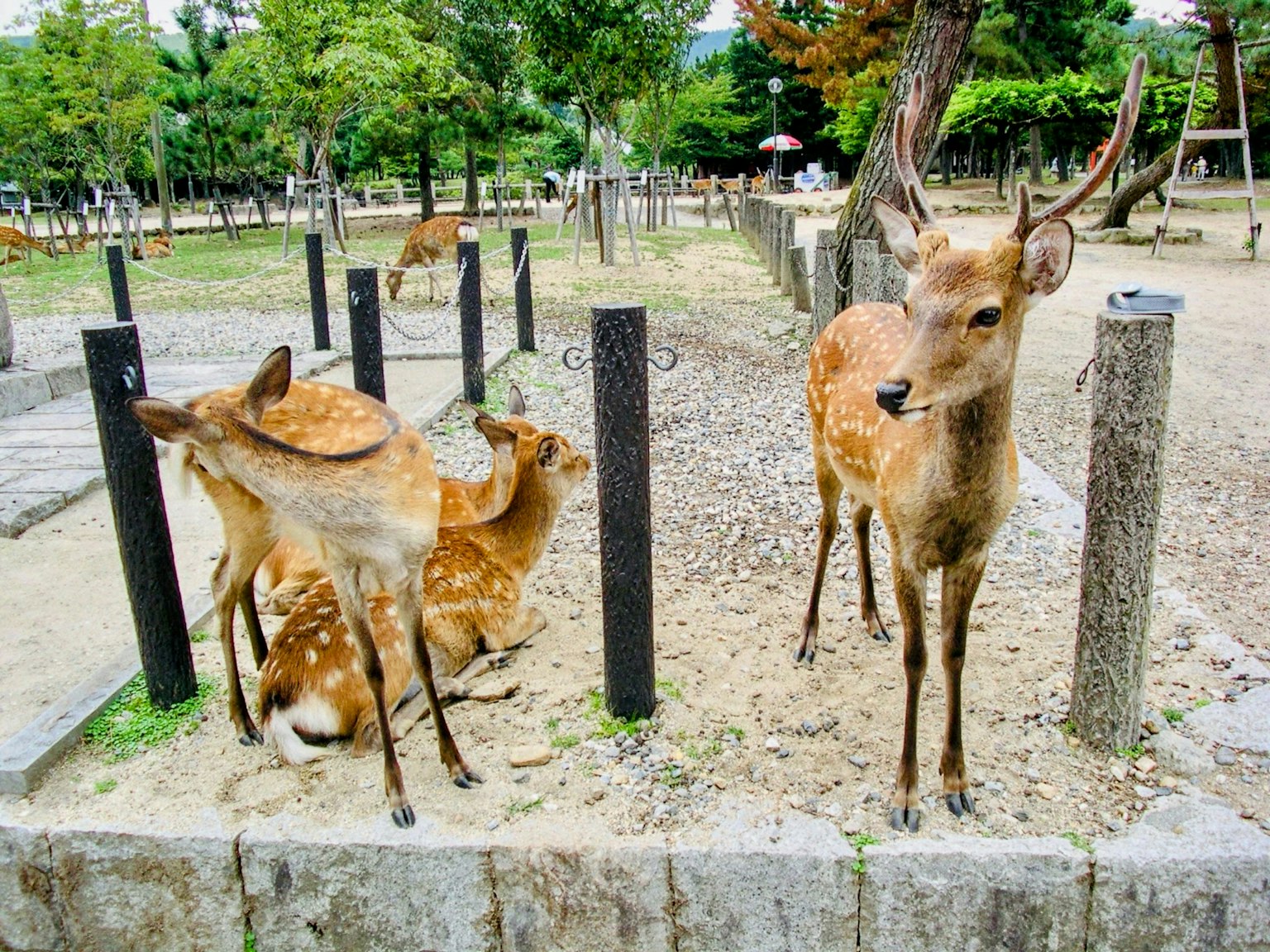 A group of deer relaxing in a park surrounded by green trees
