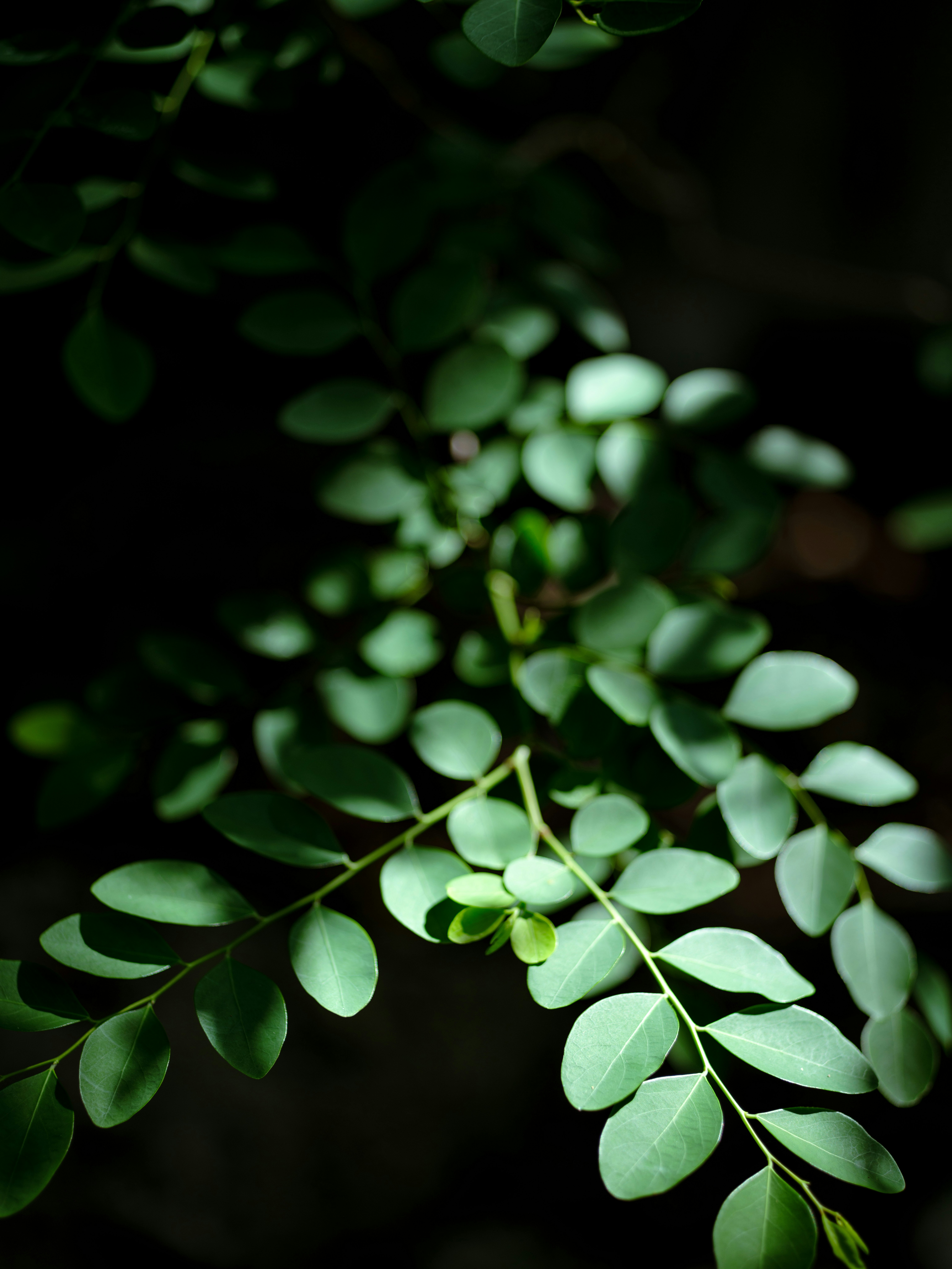 深色背景下的桉树叶特写