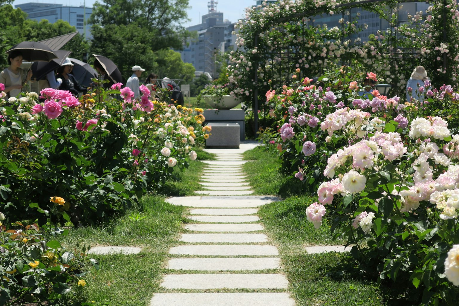 Pathway lined with colorful roses in a garden