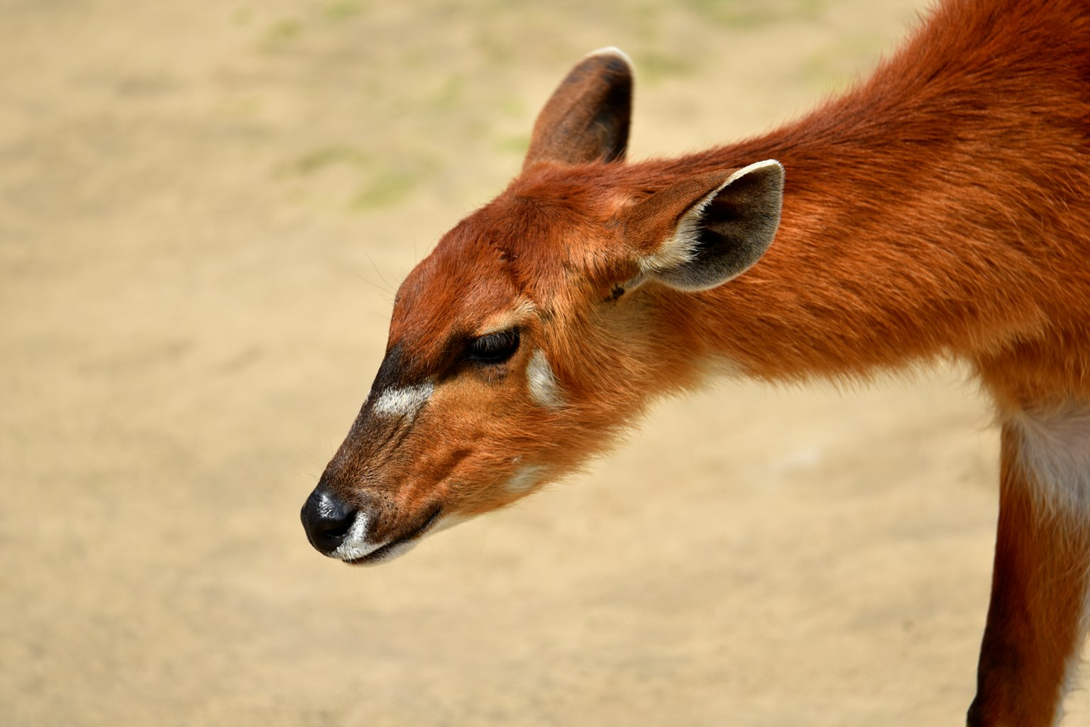 Vista laterale di un animale marrone-rossiccio con orecchie prominenti