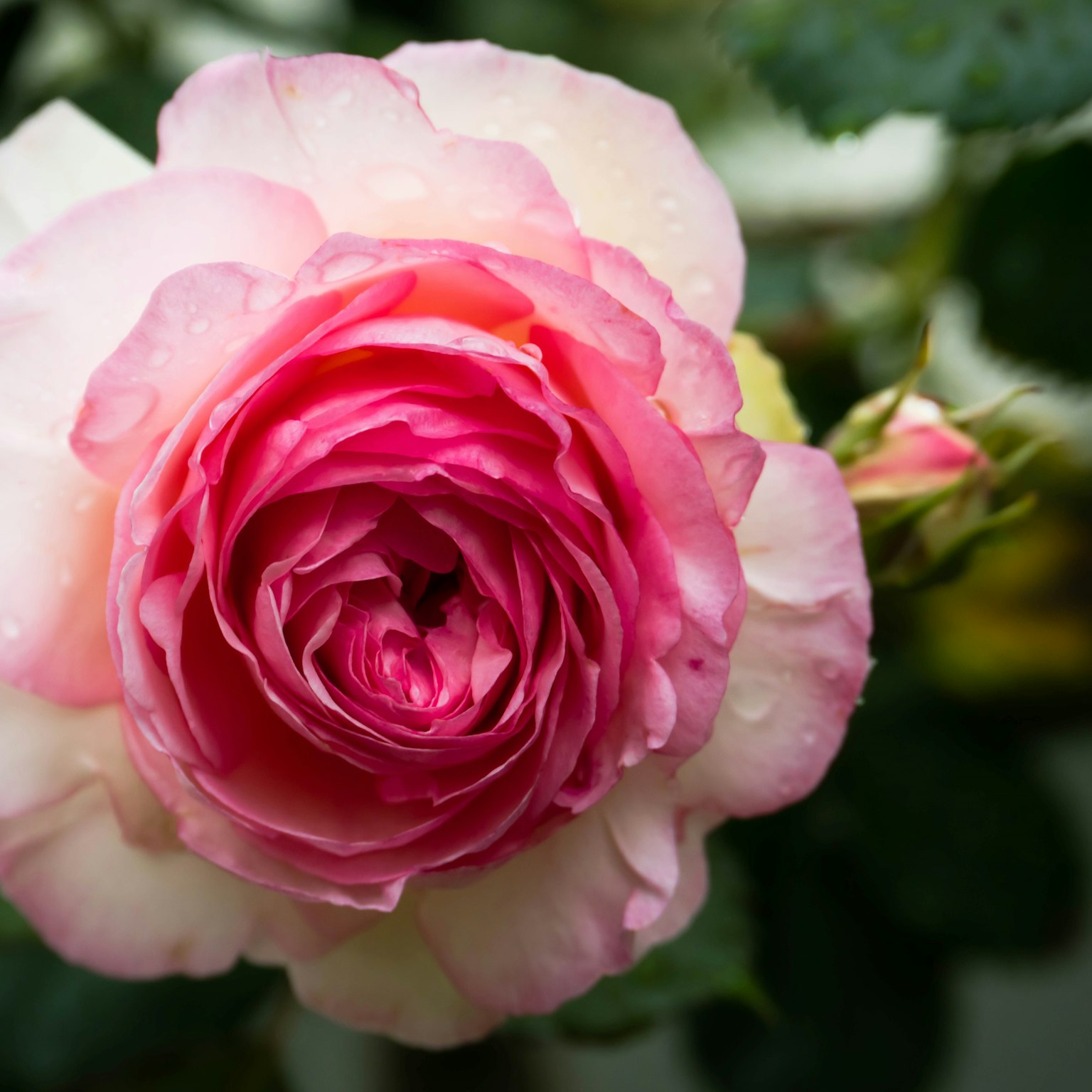 Una hermosa flor de rosa rosa en plena floración