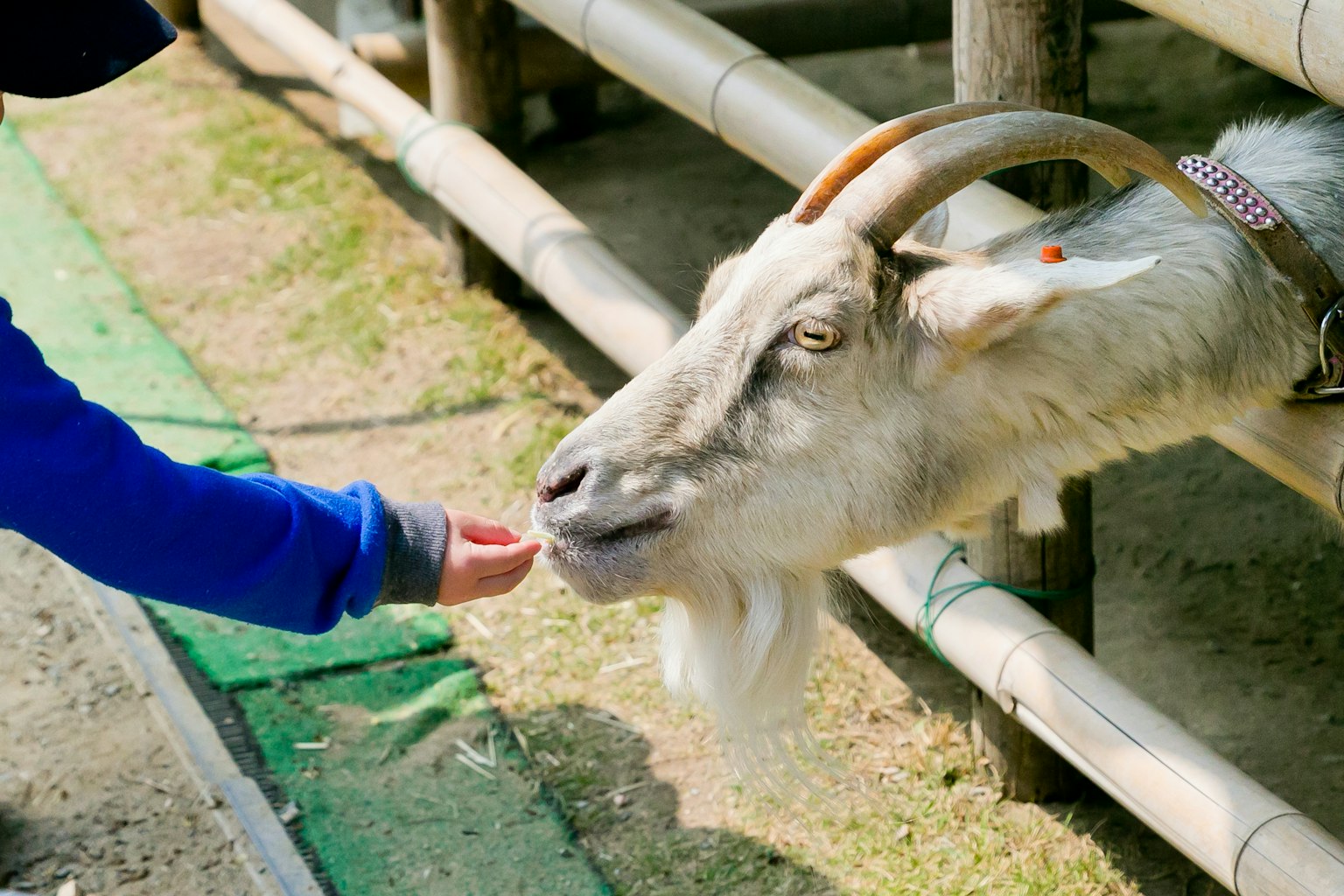 Une scène d'une personne nourrissant une chèvre montrant les cornes et la barbe distinctives de la chèvre