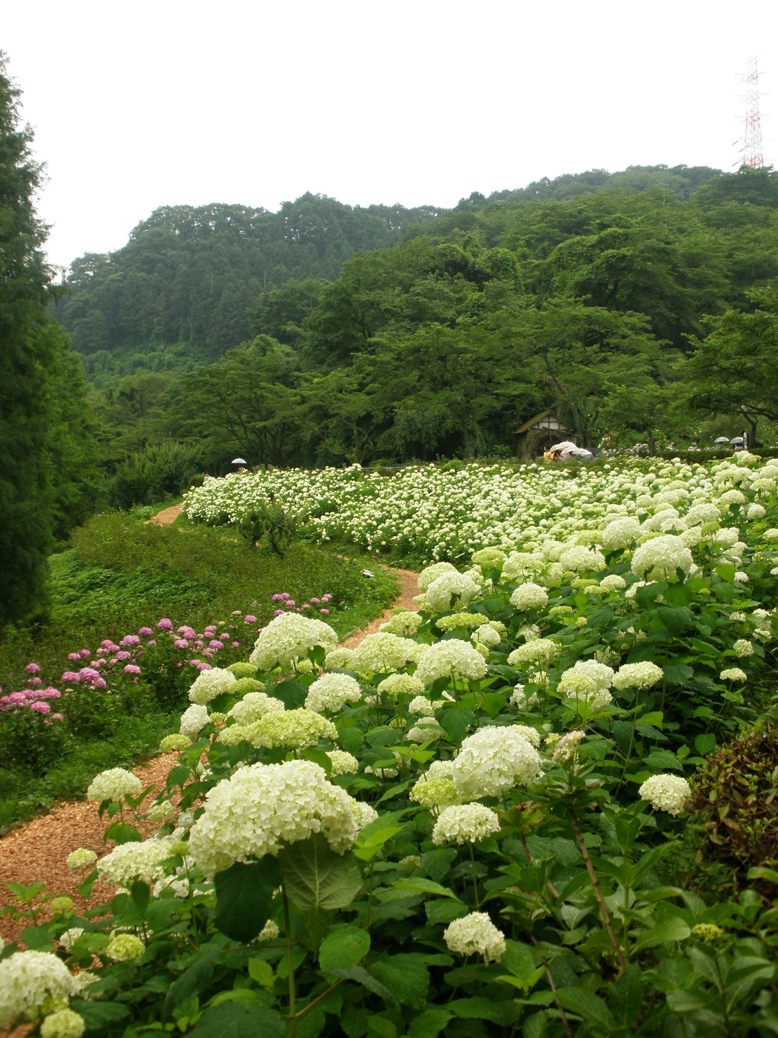 เนินเขาที่เขียวขจีมีดอกไฮเดรนเยียสีขาวบานและทางเดินคดเคี้ยว