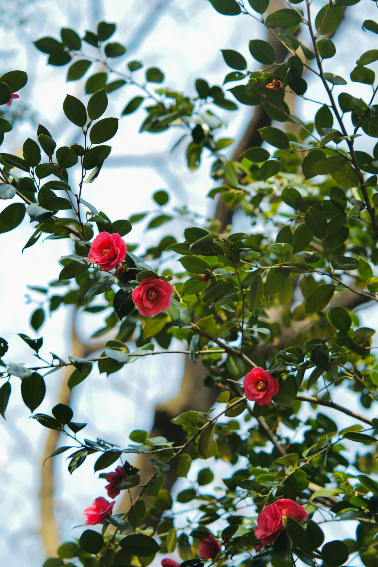 Ramo con foglie verdi e fiori rosa contro un cielo blu