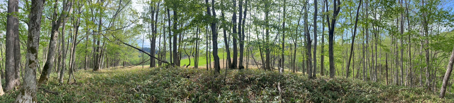 Üppige Waldszene mit Bäumen und blauem Himmel
