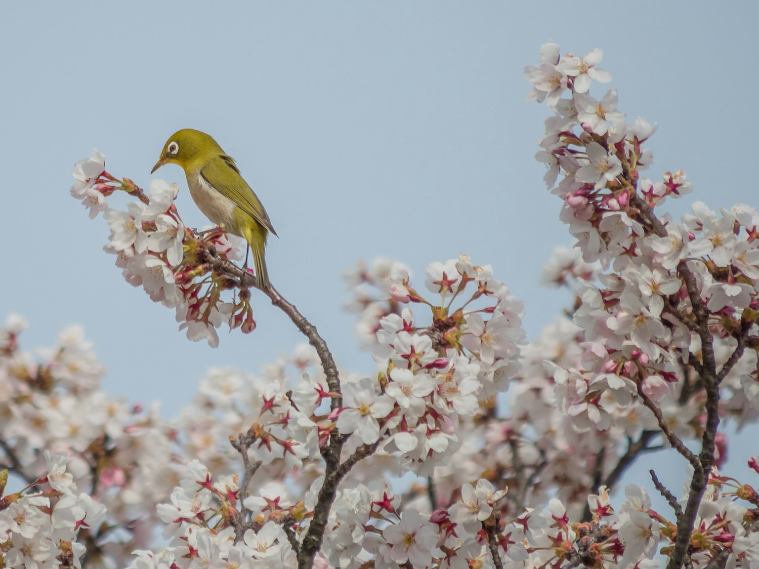 Ein kleiner grüner Vogel, der zwischen Kirschblüten sitzt