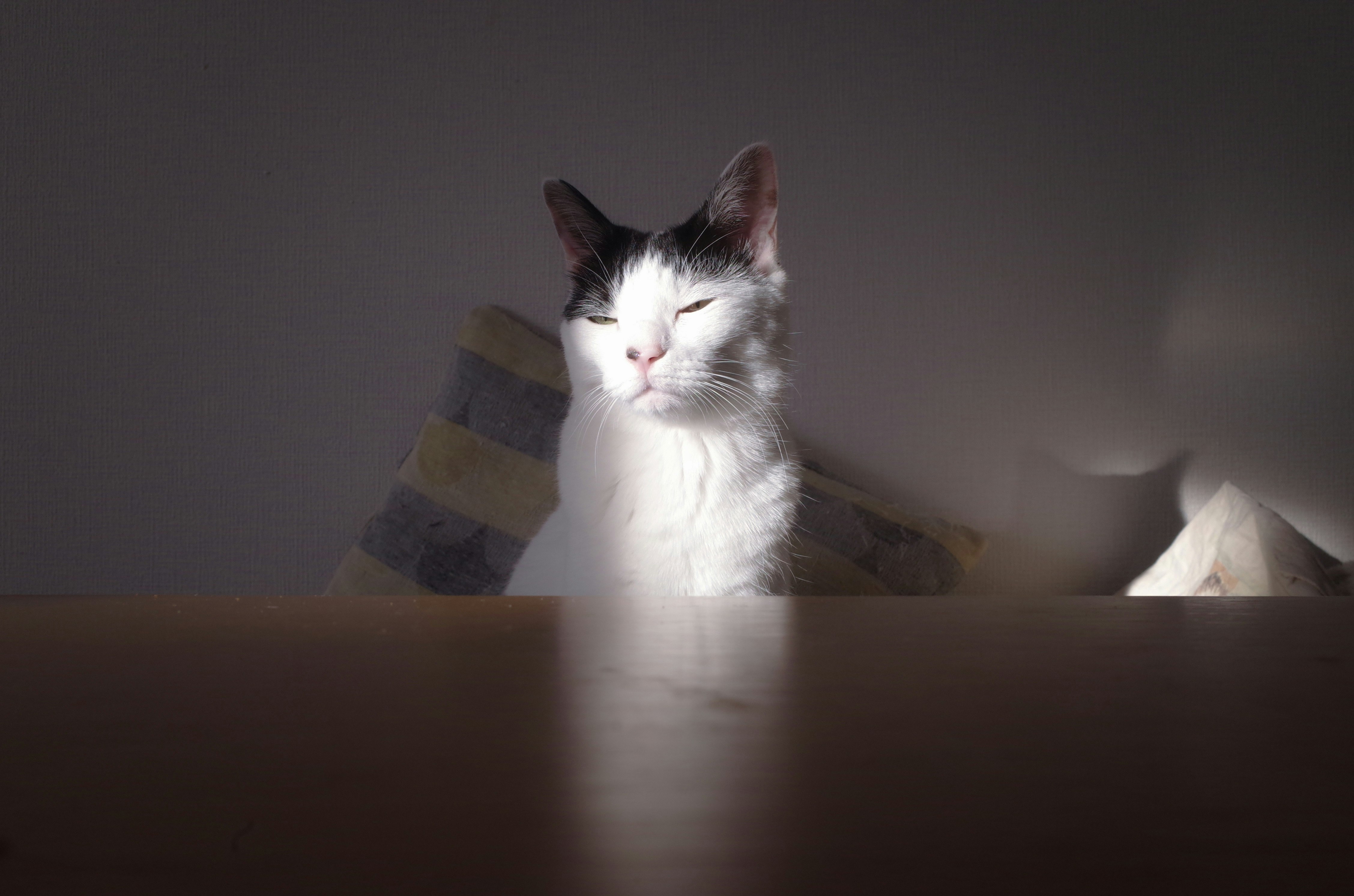 明るい光の中で目を細める白黒の猫