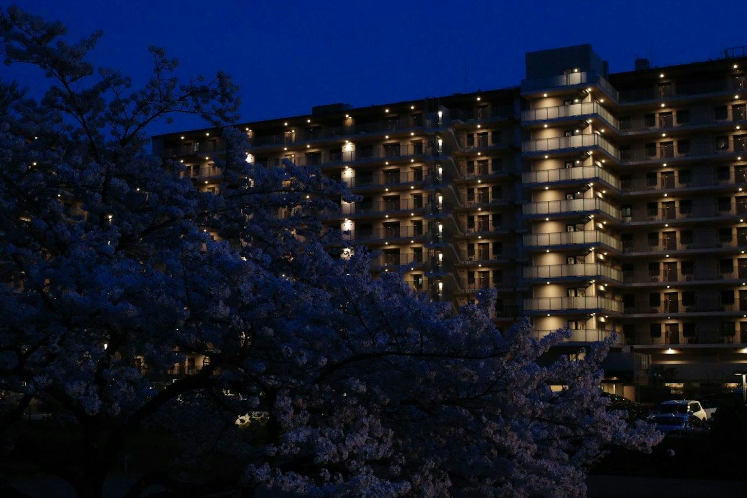 Vista notturna di un edificio residenziale illuminato con alberi di ciliegio