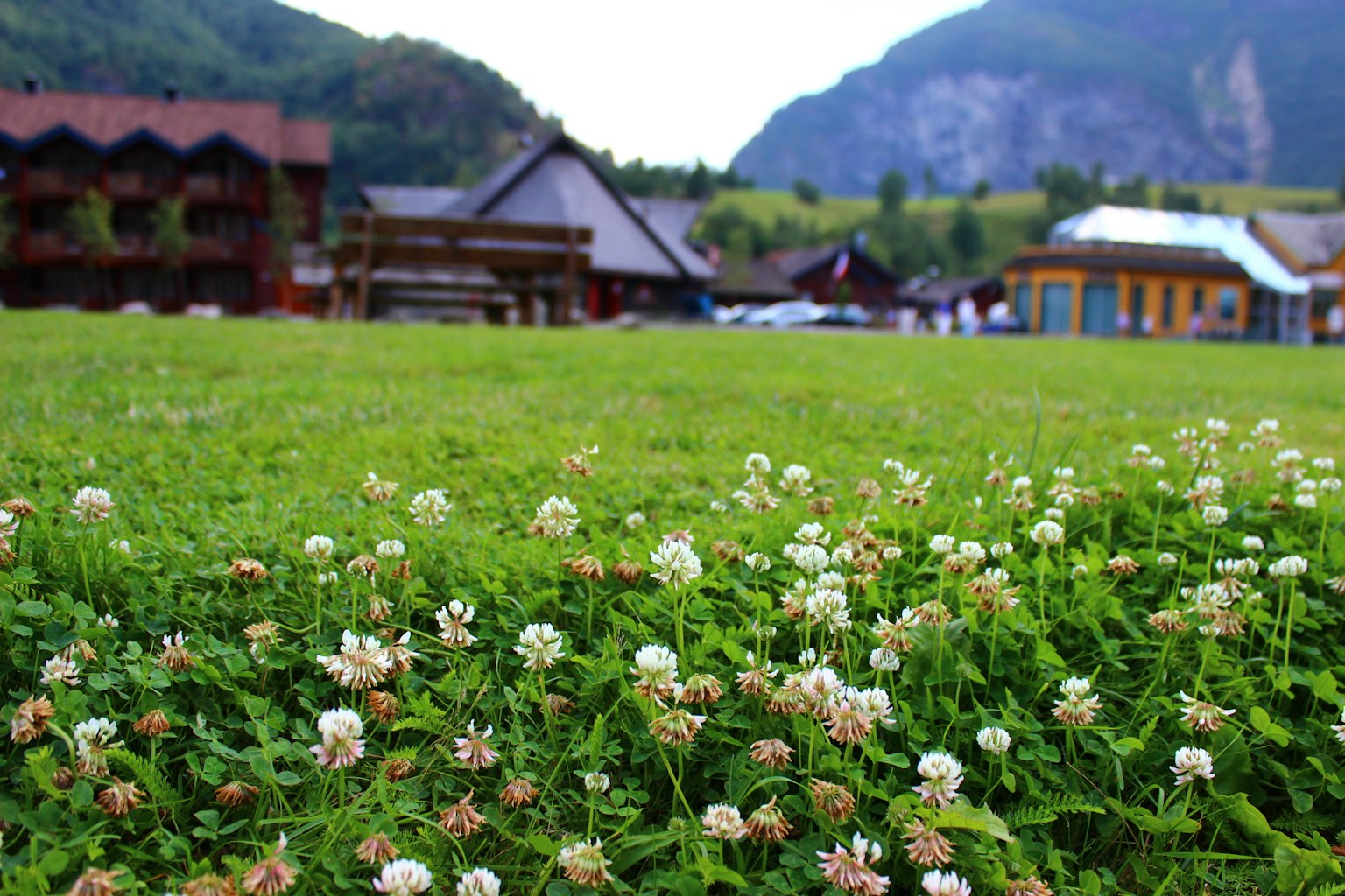 Herbe verte luxuriante avec des fleurs blanches au premier plan entourée de montagnes et de maisons en bois