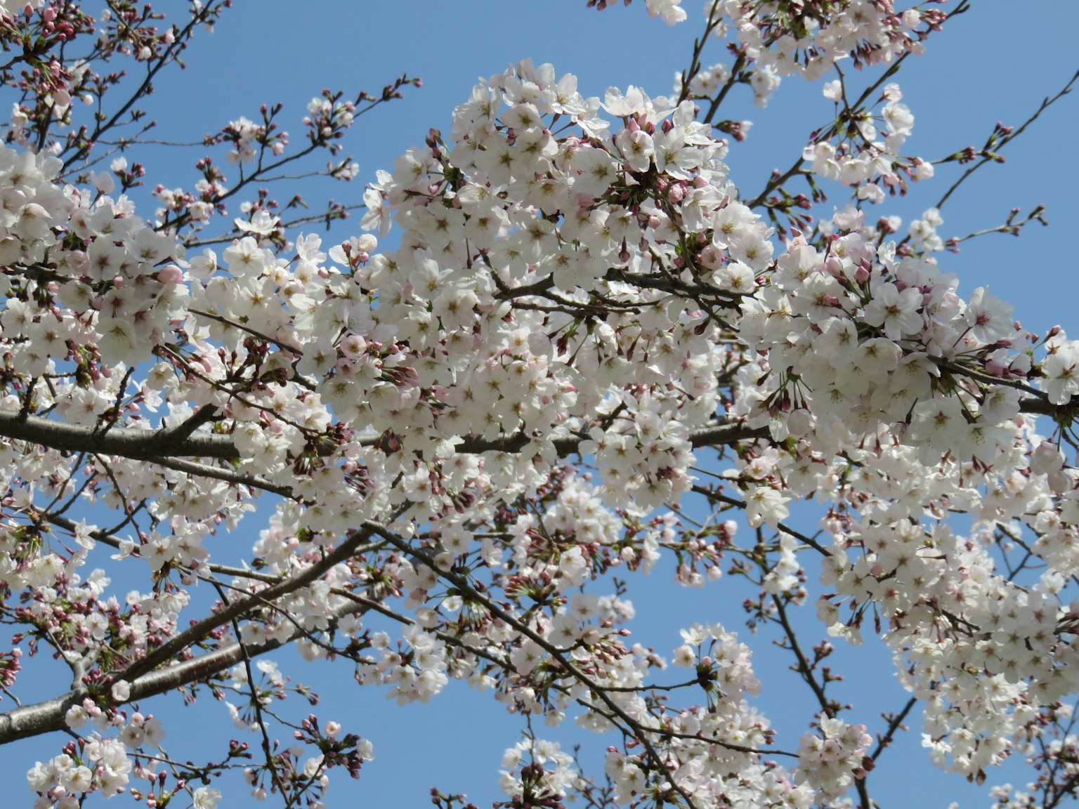 White cherry blossoms and branches against a blue sky