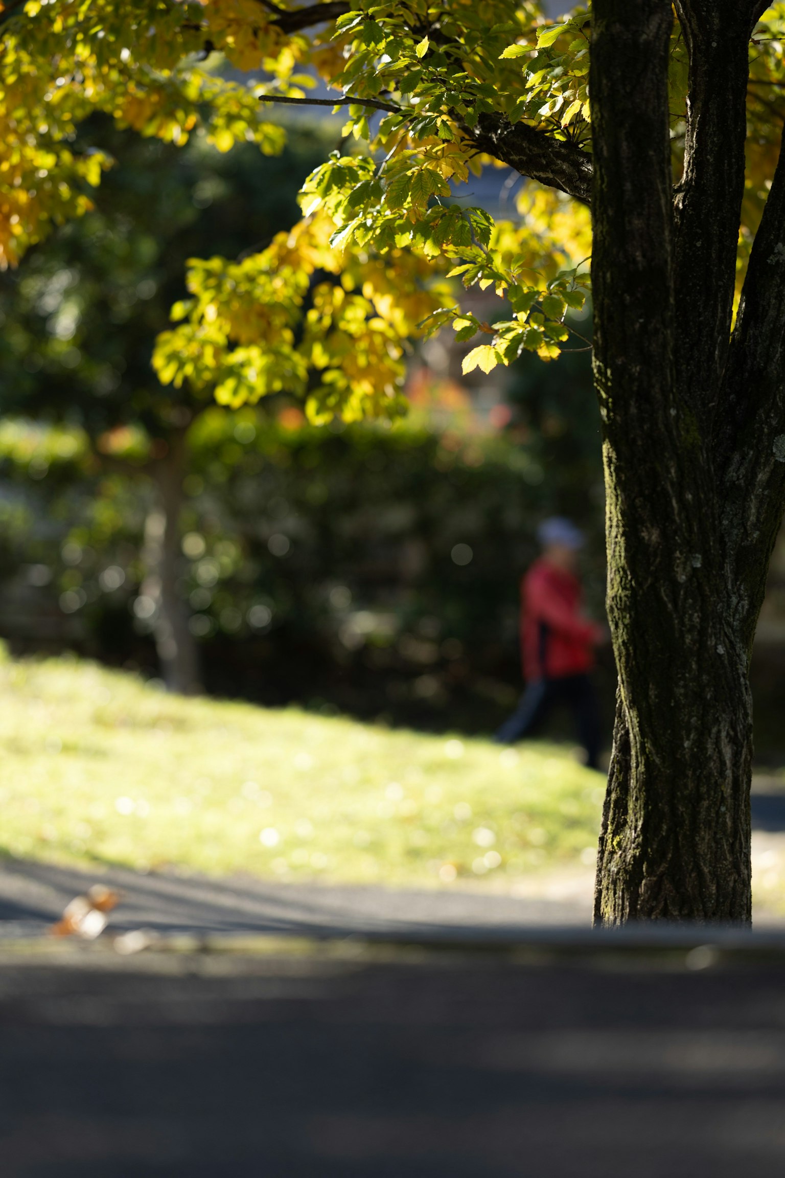 가을 잎이 있는 나무와 배경에 걷고 있는 사람의 공원 장면
