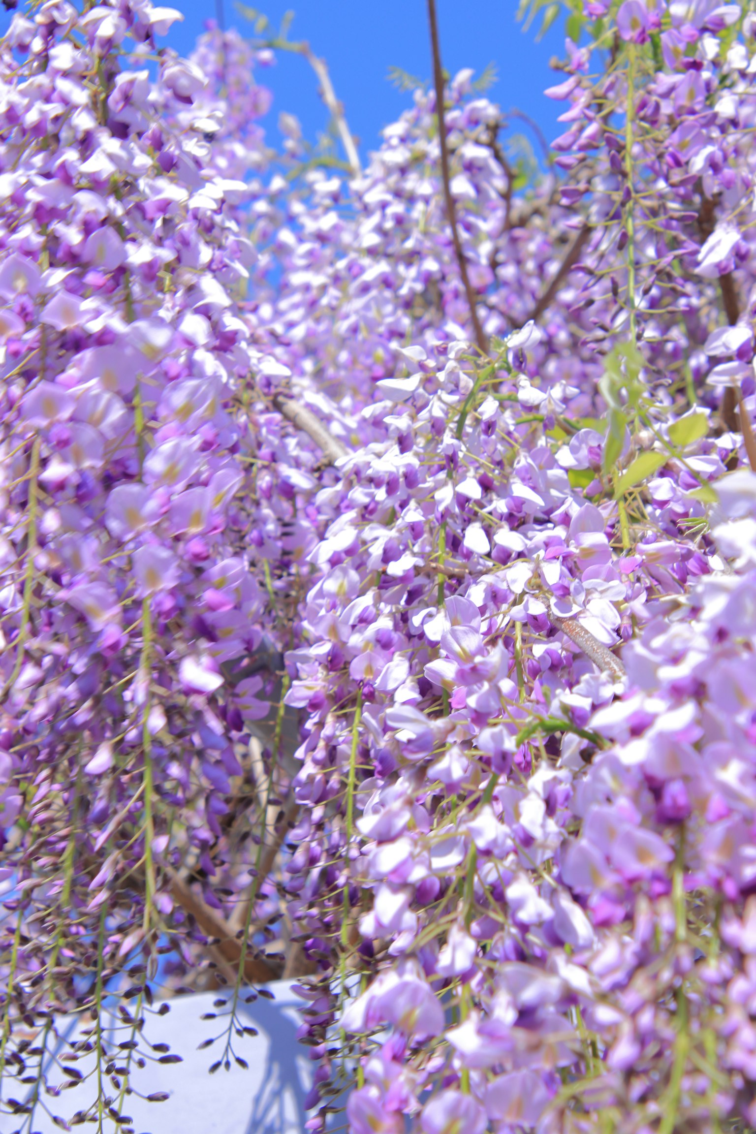 Flores de glicinia moradas floreciendo bajo un cielo azul