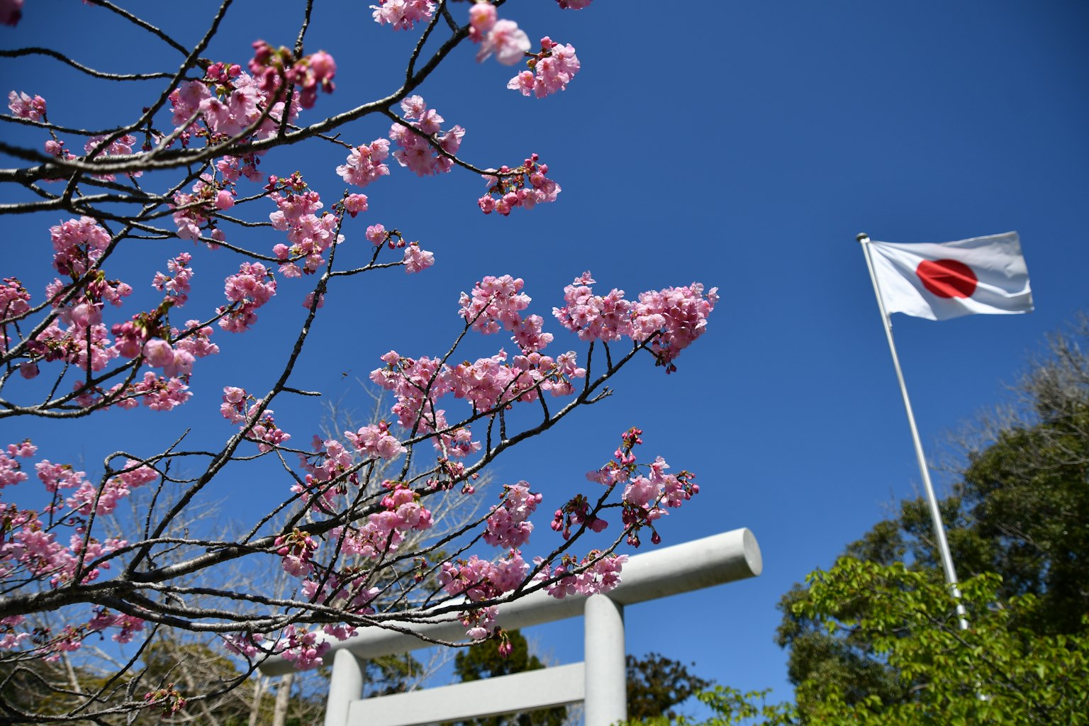 Cherry blossoms and the Japanese flag under a blue sky