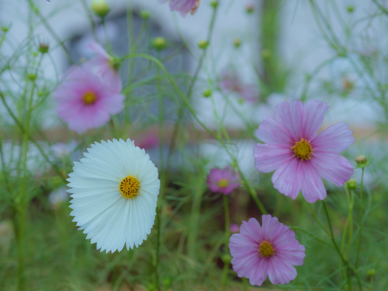 Flores blancas y rosas floreciendo entre la hierba verde