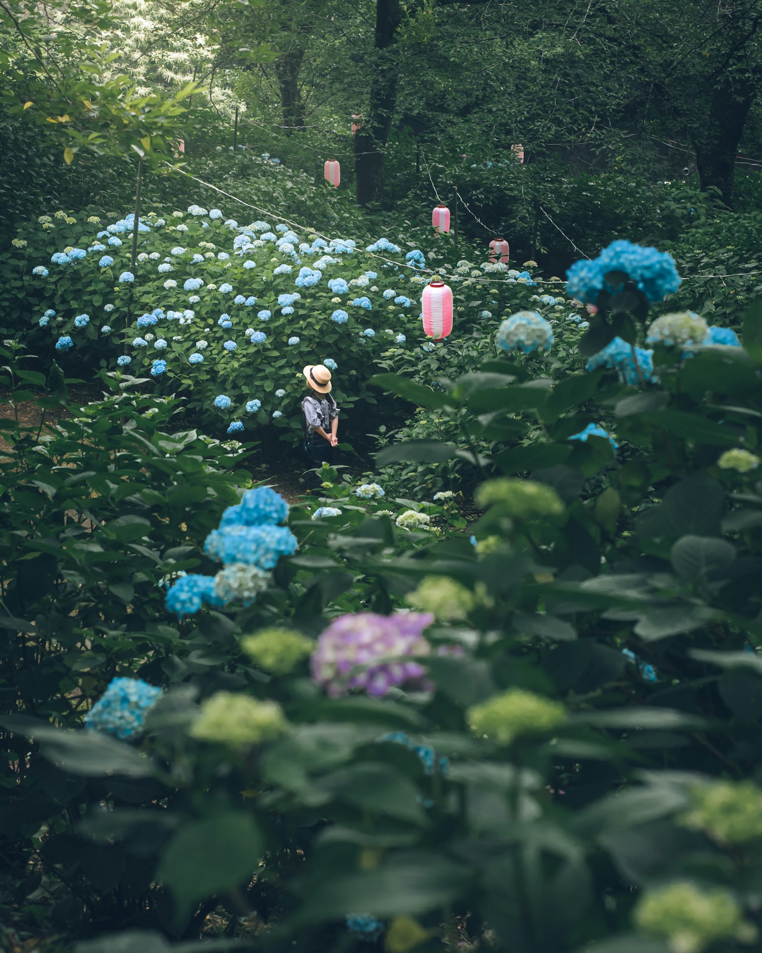 Personne portant un chapeau se tenant parmi des hortensias bleus en fleurs dans une forêt