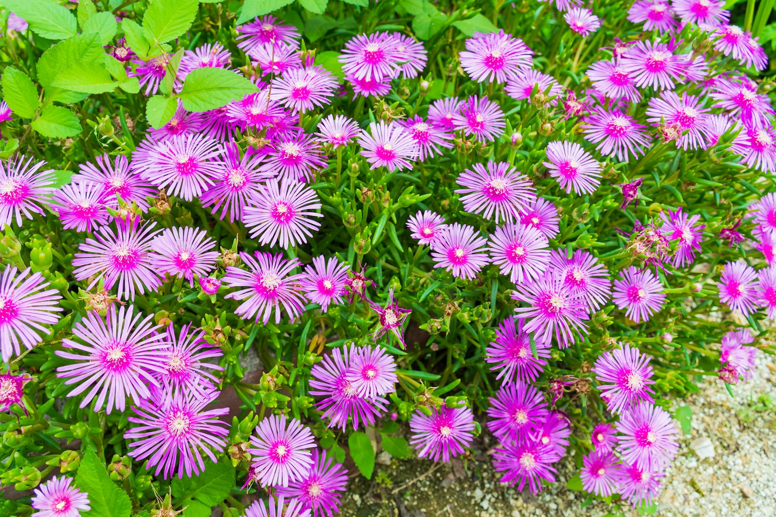 Conjuntos vibrantes de flores rosas floreciendo en un jardín