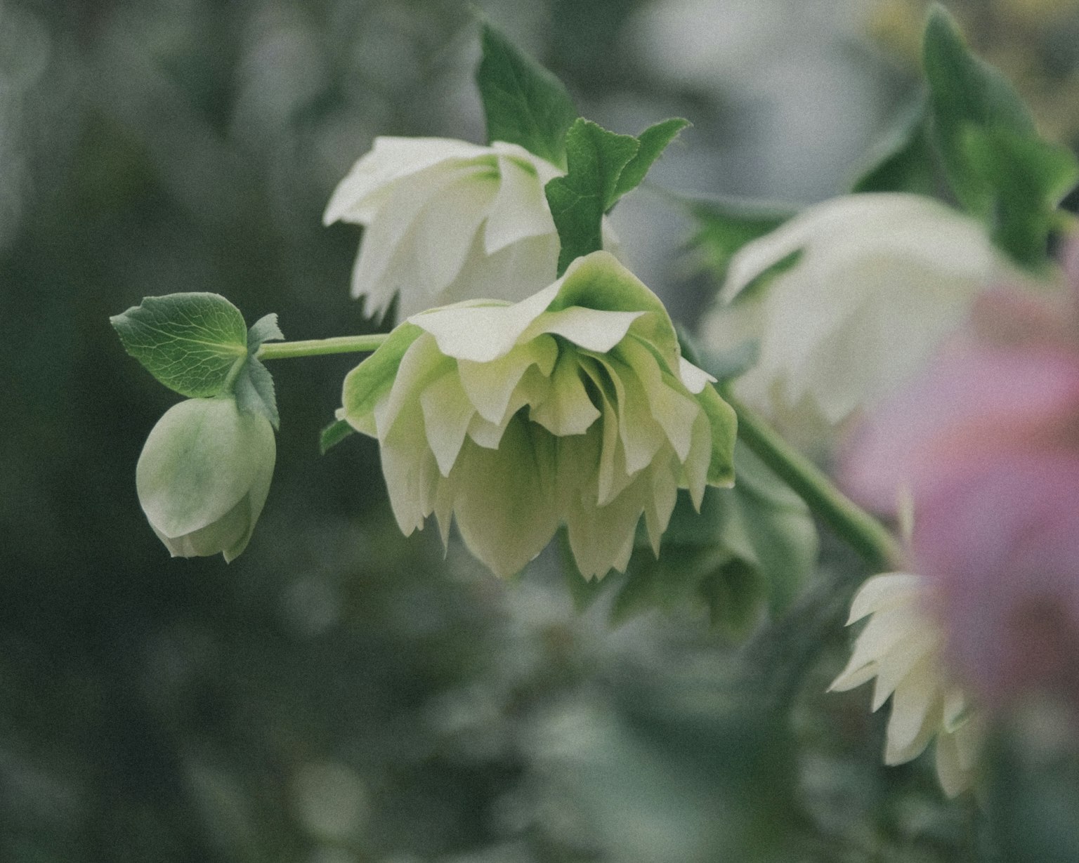 Ein Cluster weißer Blumen, das elegant blüht, umgeben von grünen Blättern