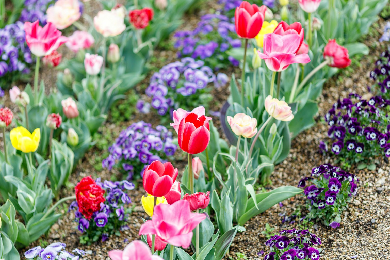 A beautiful flower bed filled with colorful tulips and purple flowers