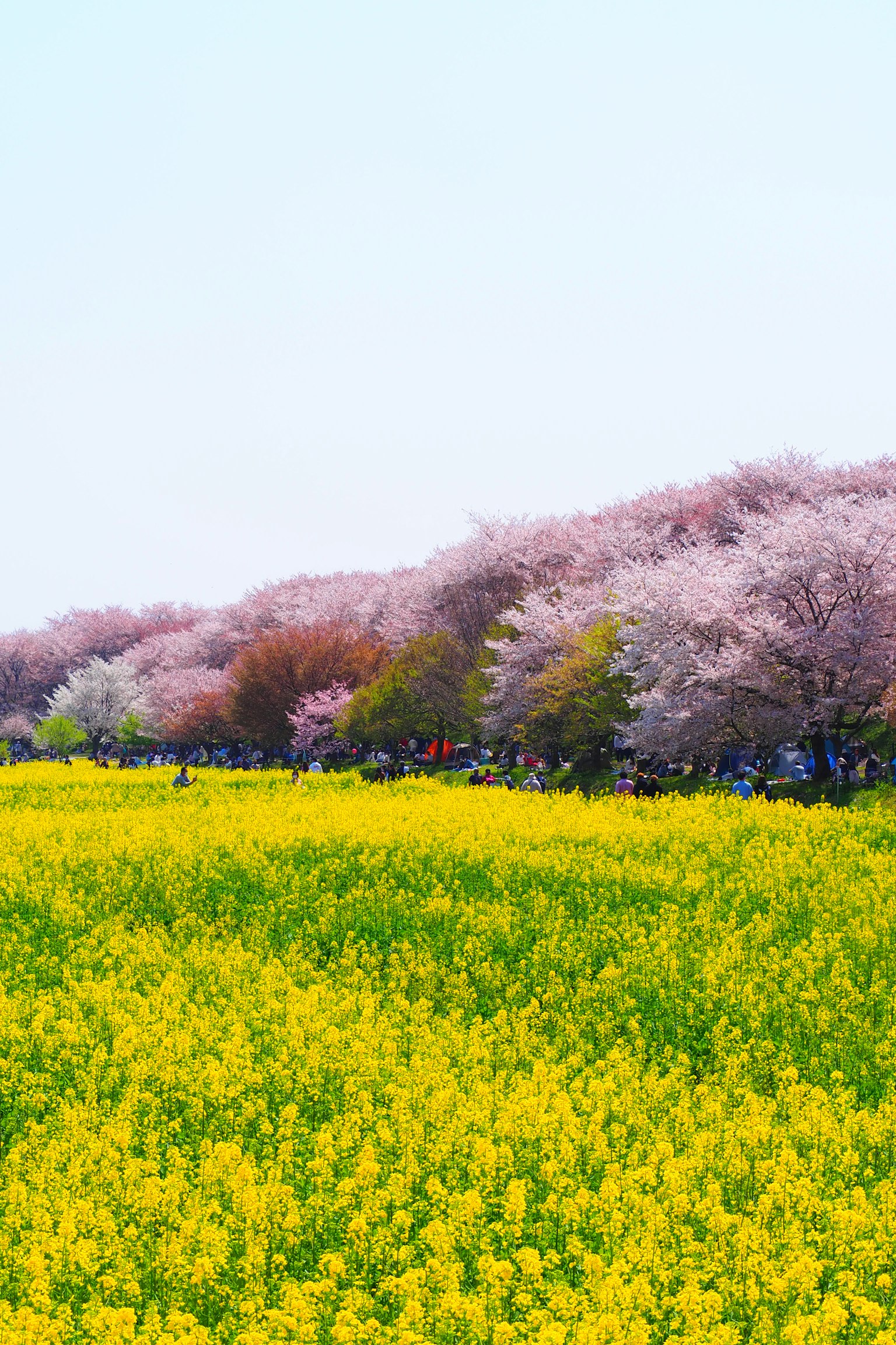 Vibrant yellow flower field with cherry blossom trees in the background