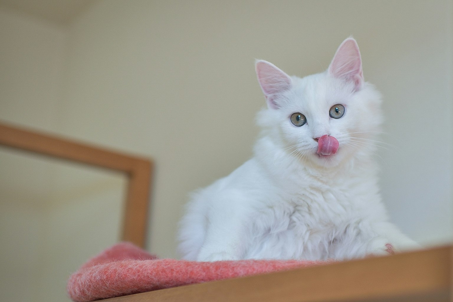 A white cat sitting on a shelf with its tongue out