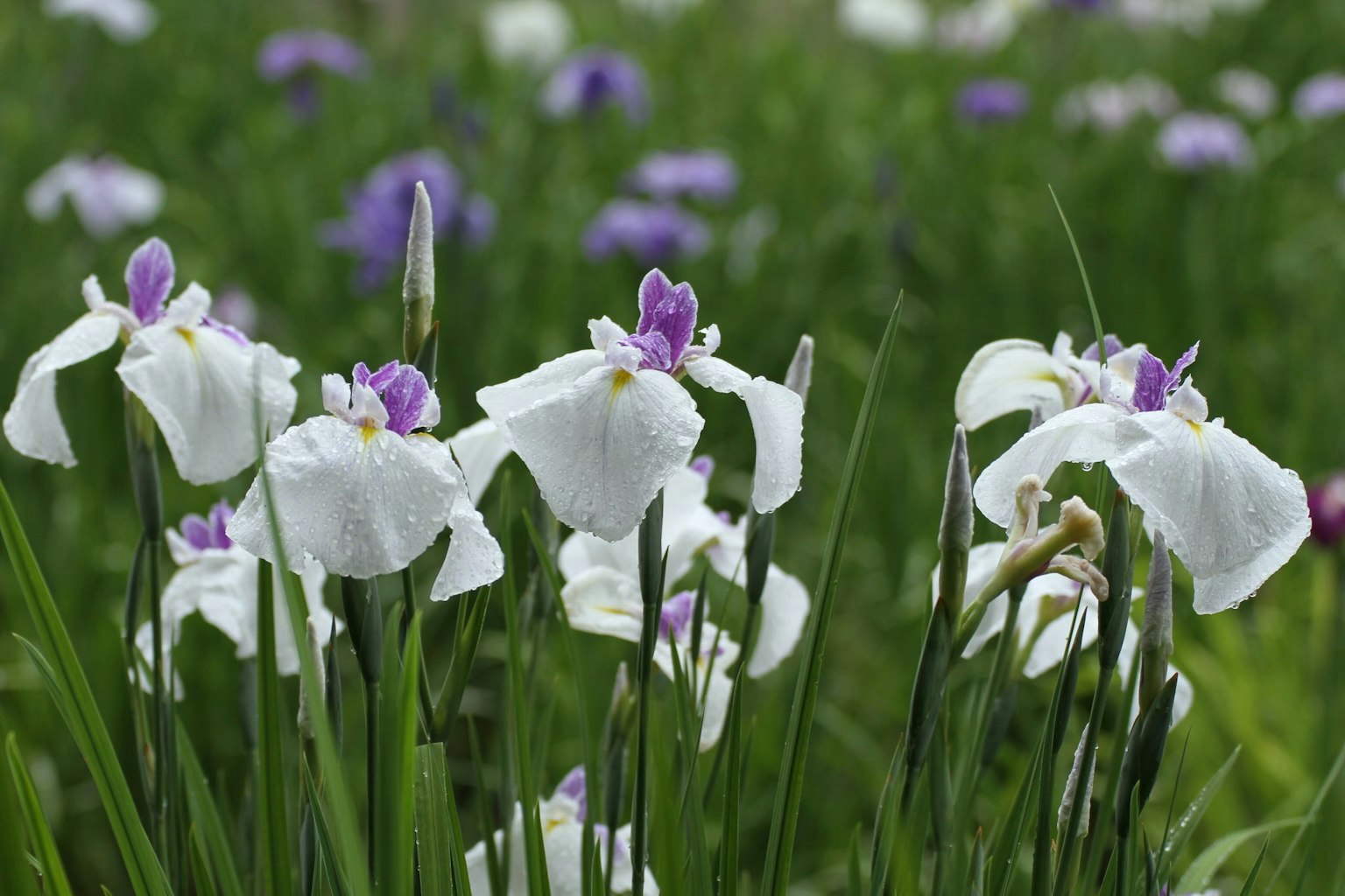 Un champ de fleurs blanches et violettes fleurissant parmi l'herbe verte
