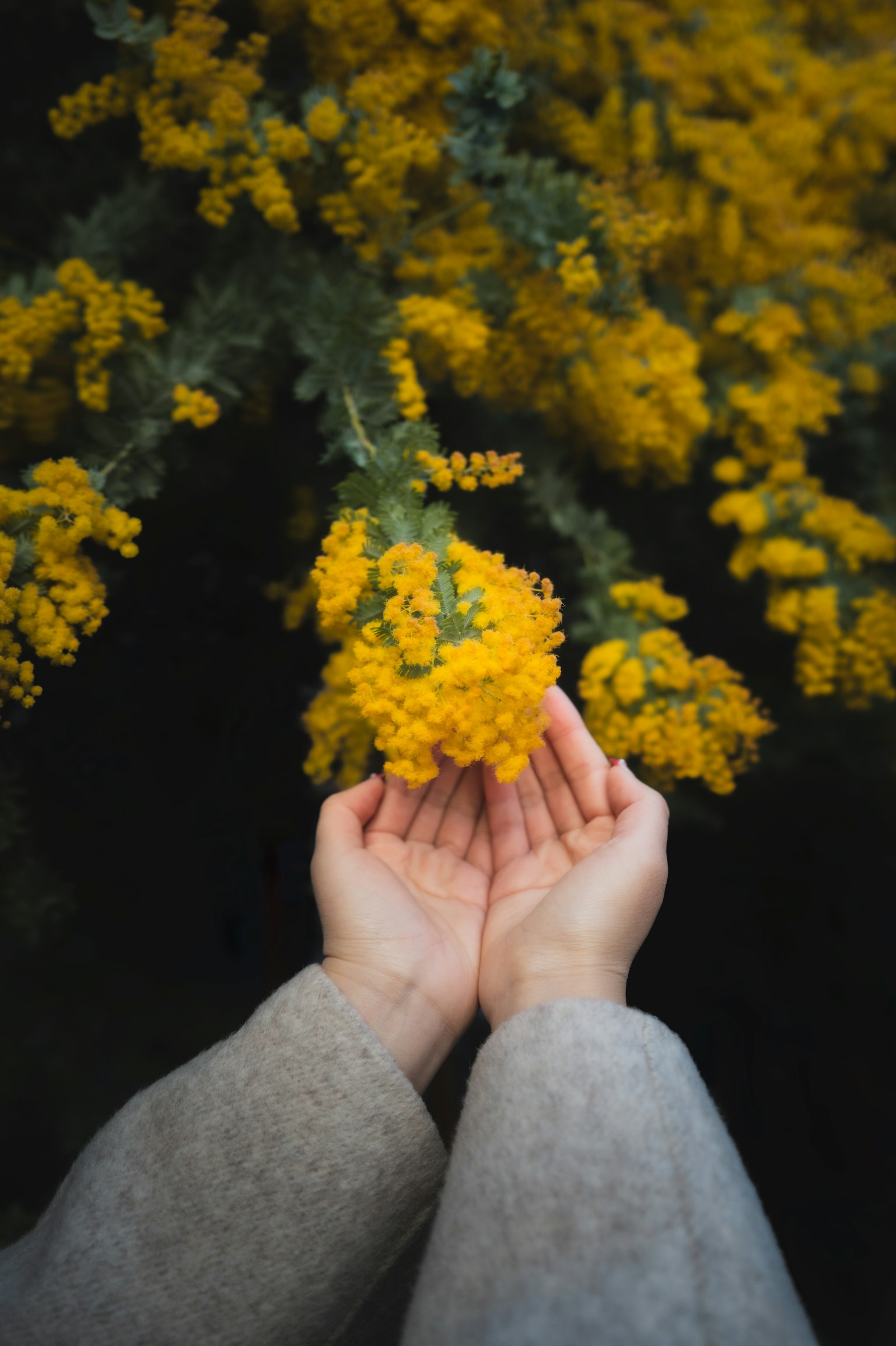 Hände halten einen Haufen gelber Blumen mit einem Hintergrund aus weiteren Blumen