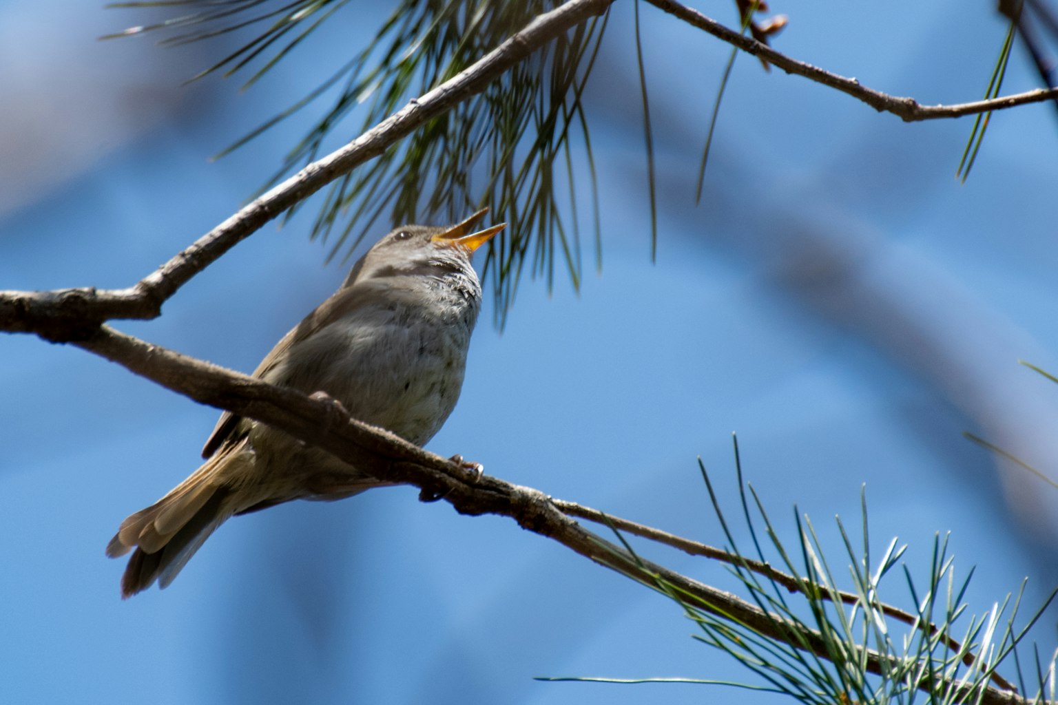 A small bird singing on a pine branch under a blue sky