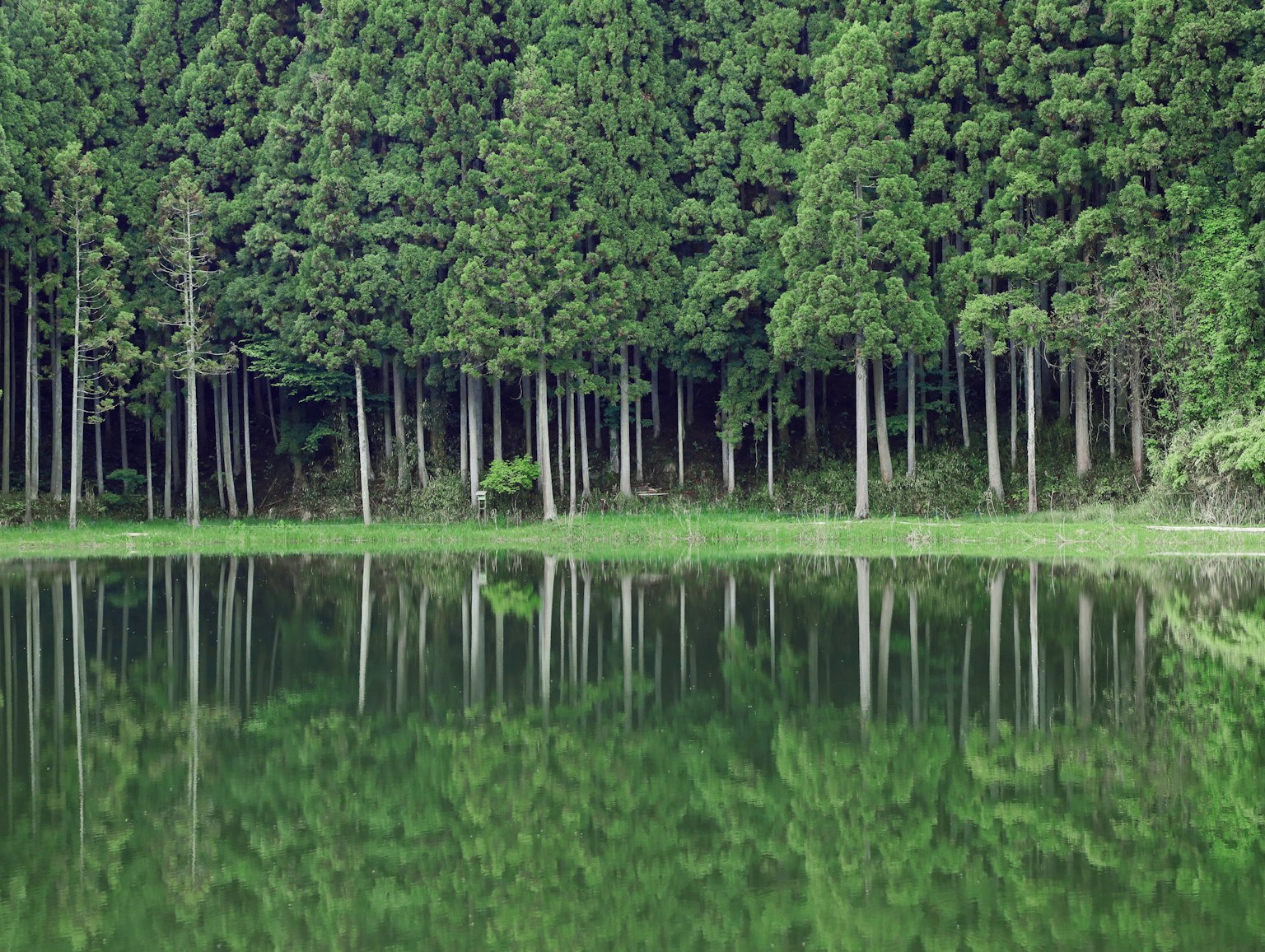 Lago sereno reflejando un bosque verde