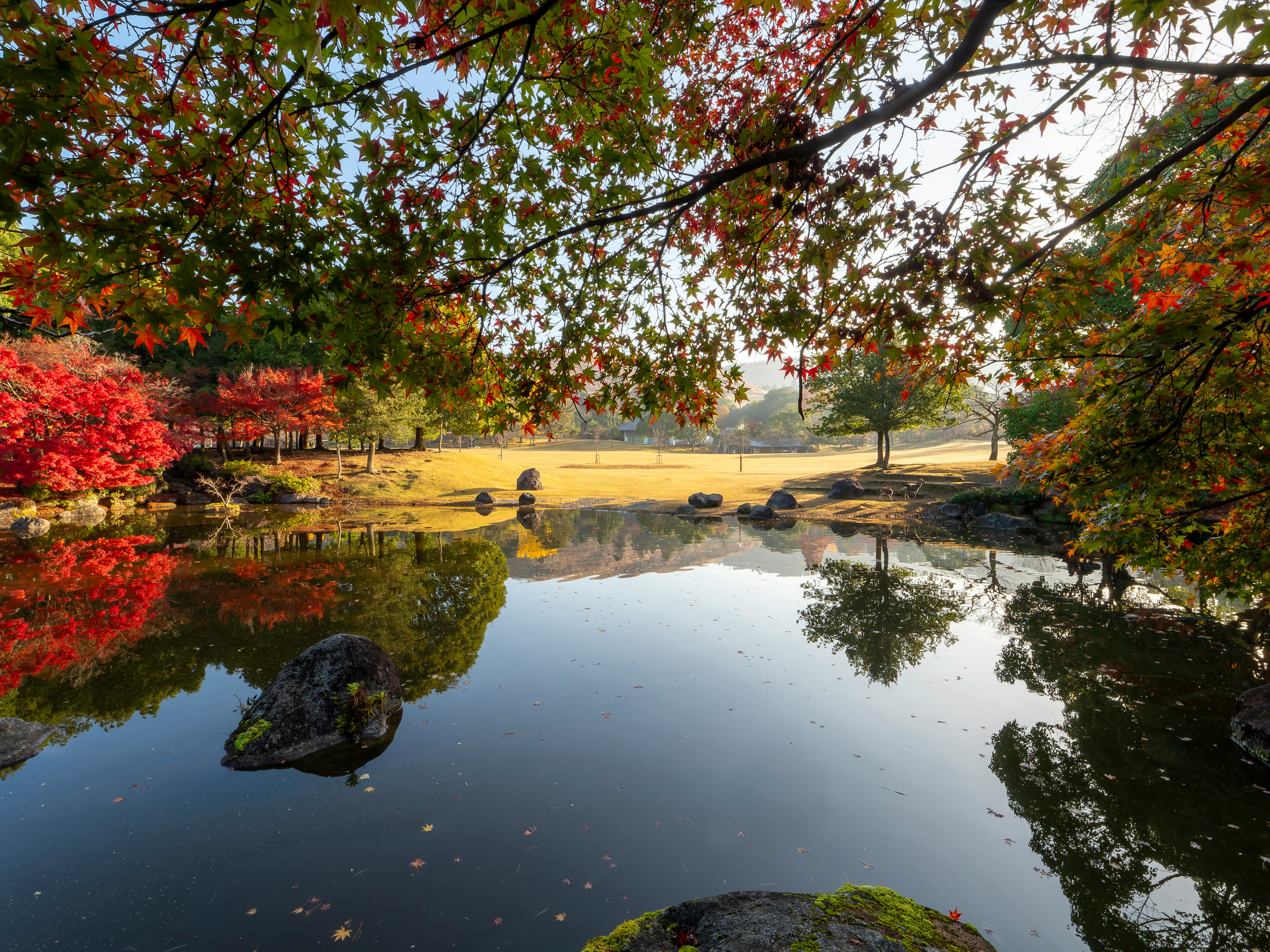 奈良公園春日野園地の池に映る秋の紅葉と青空