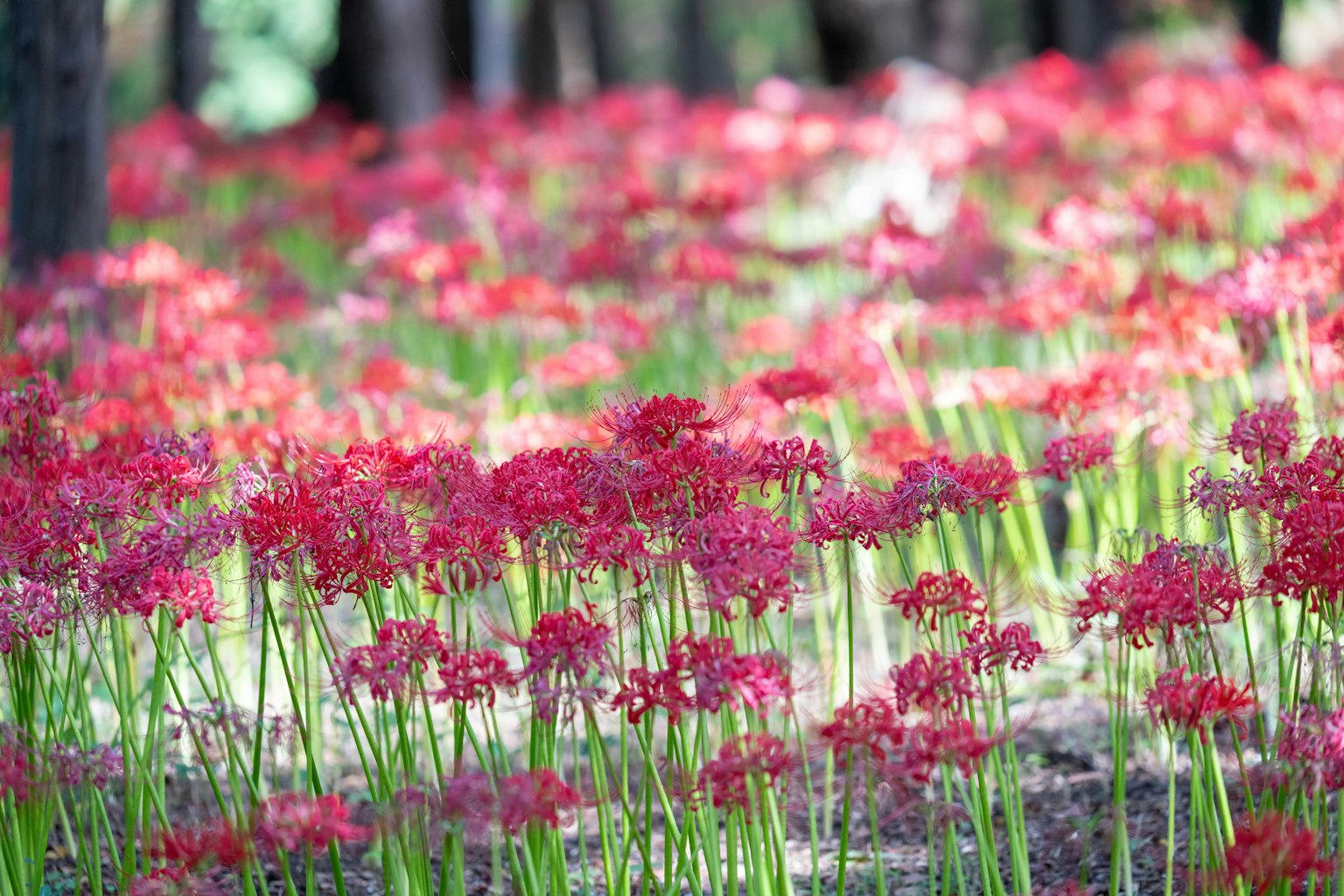 Feld mit roten Spinnenlilien, die in einem Wald blühen