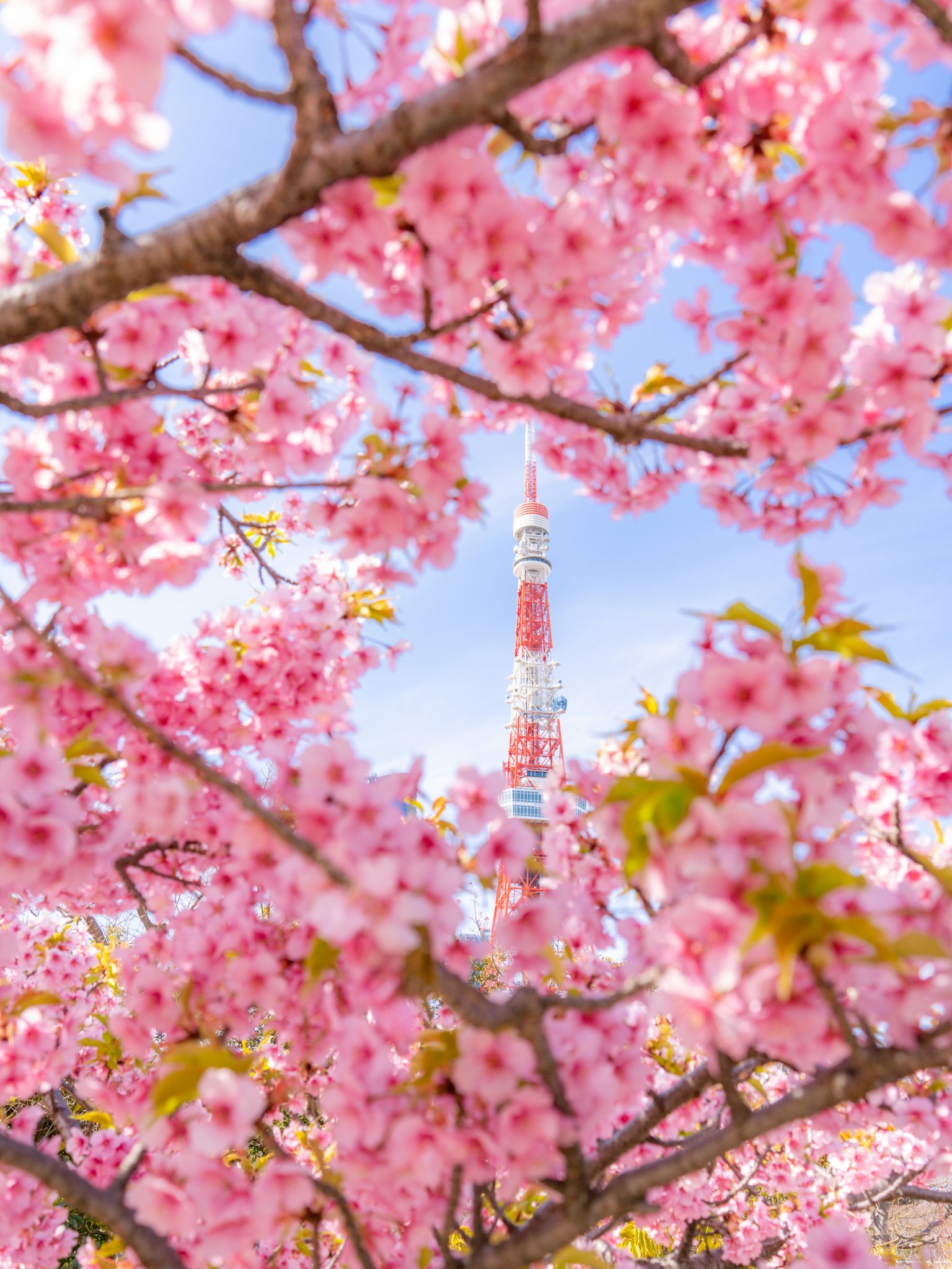 Magnifiques cerisiers encadrant la tour de Tokyo