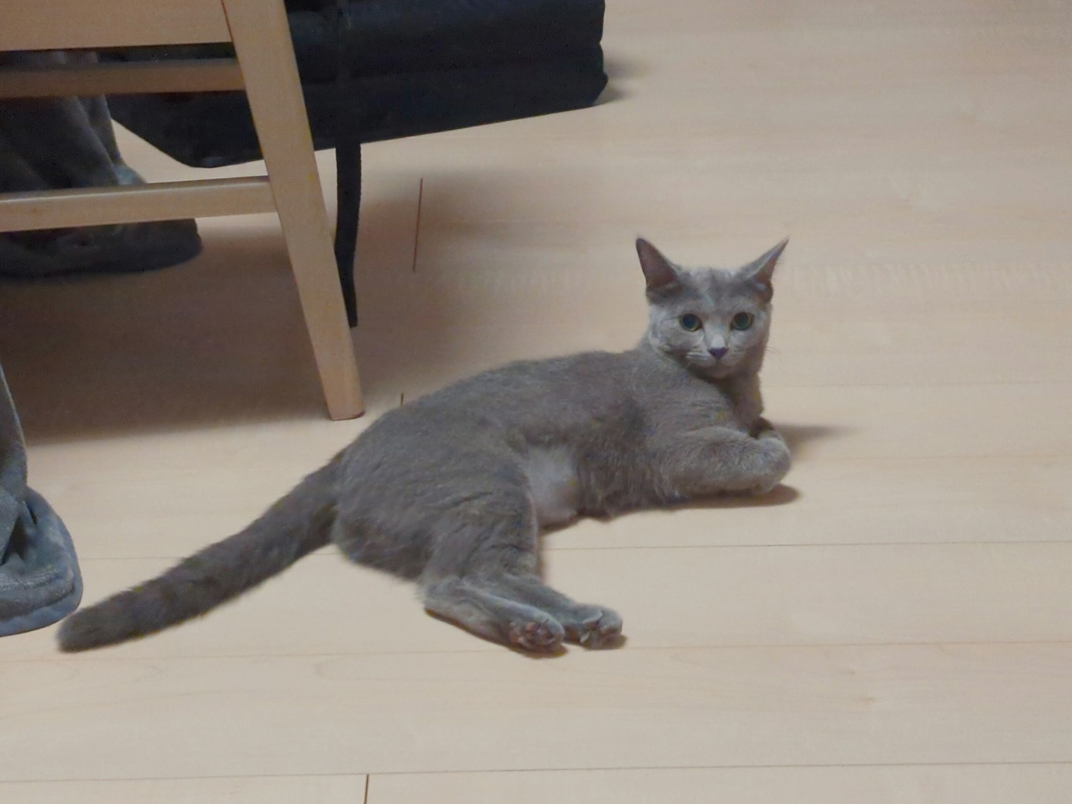 Gray cat lying on the floor in a room