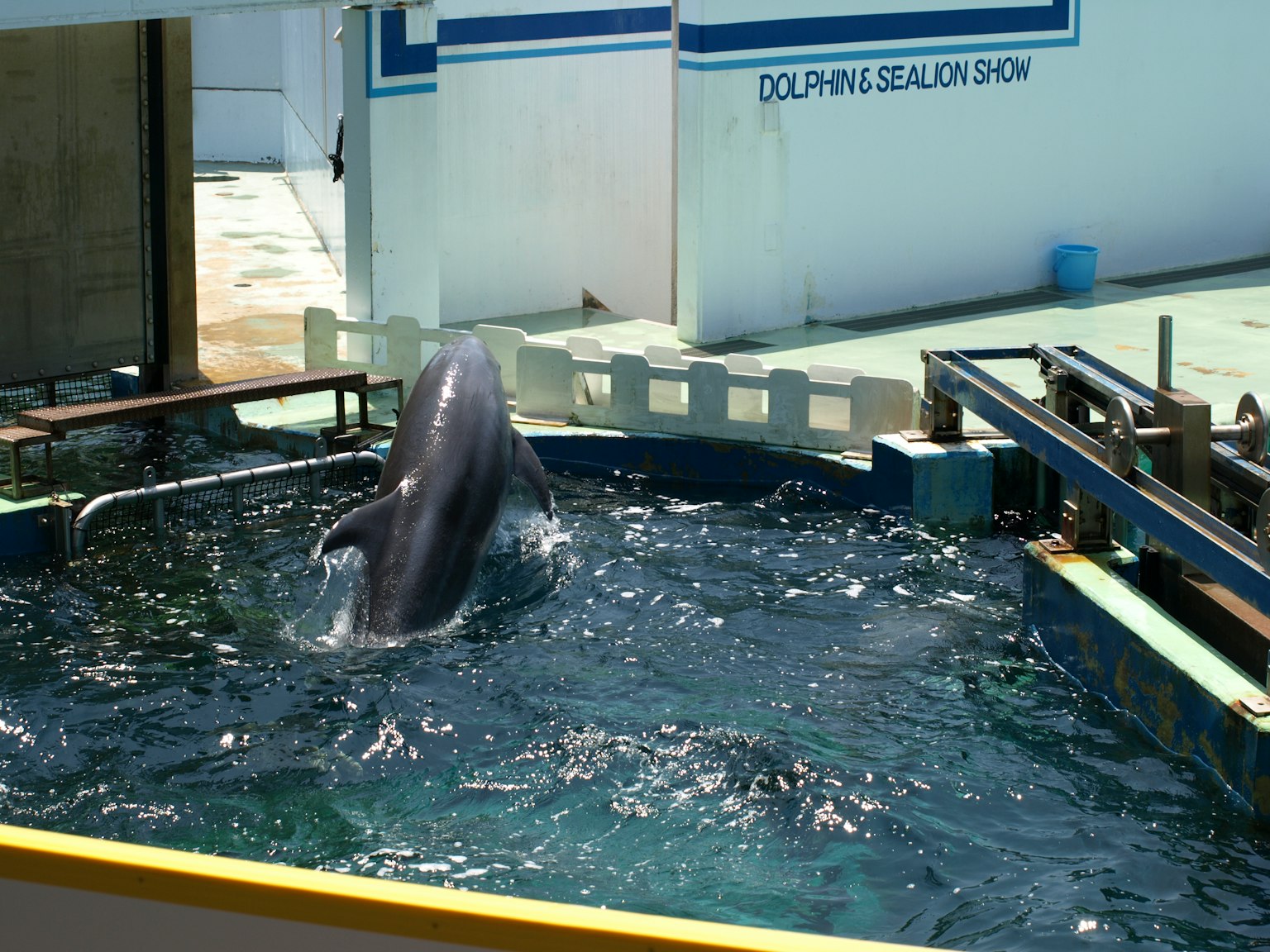 Delfin springt aus dem Wasser in einer marinen Show-Umgebung
