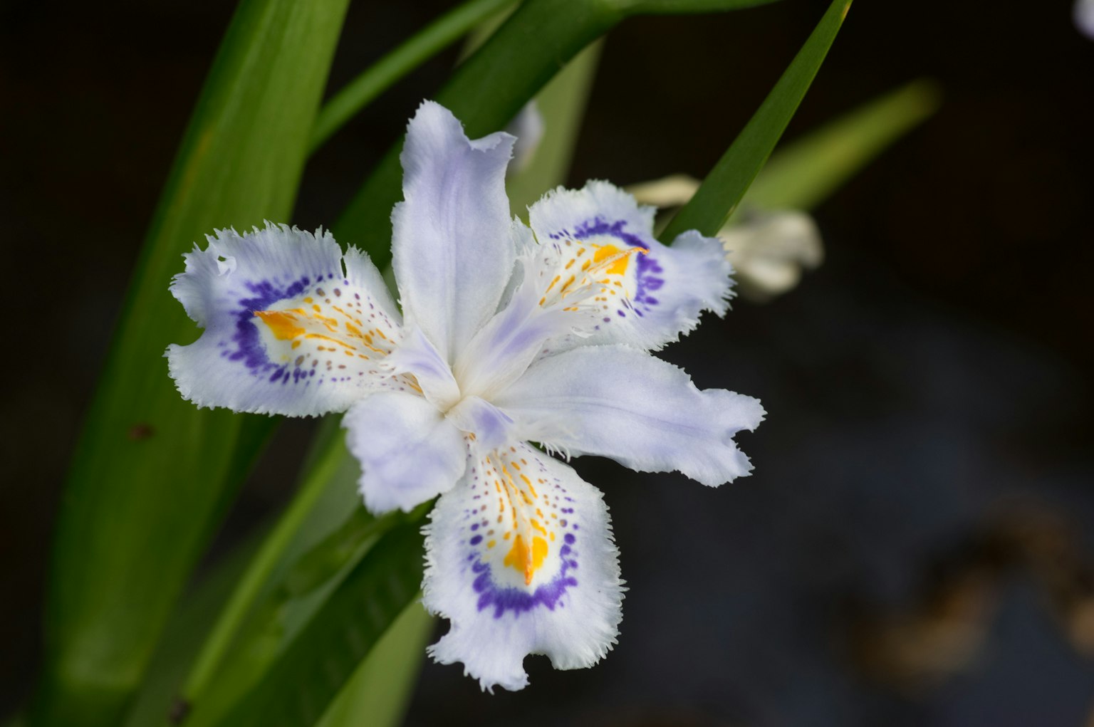 ดอกไม้สีขาวสวยงามที่มีลวดลายสีม่วงและสีส้ม