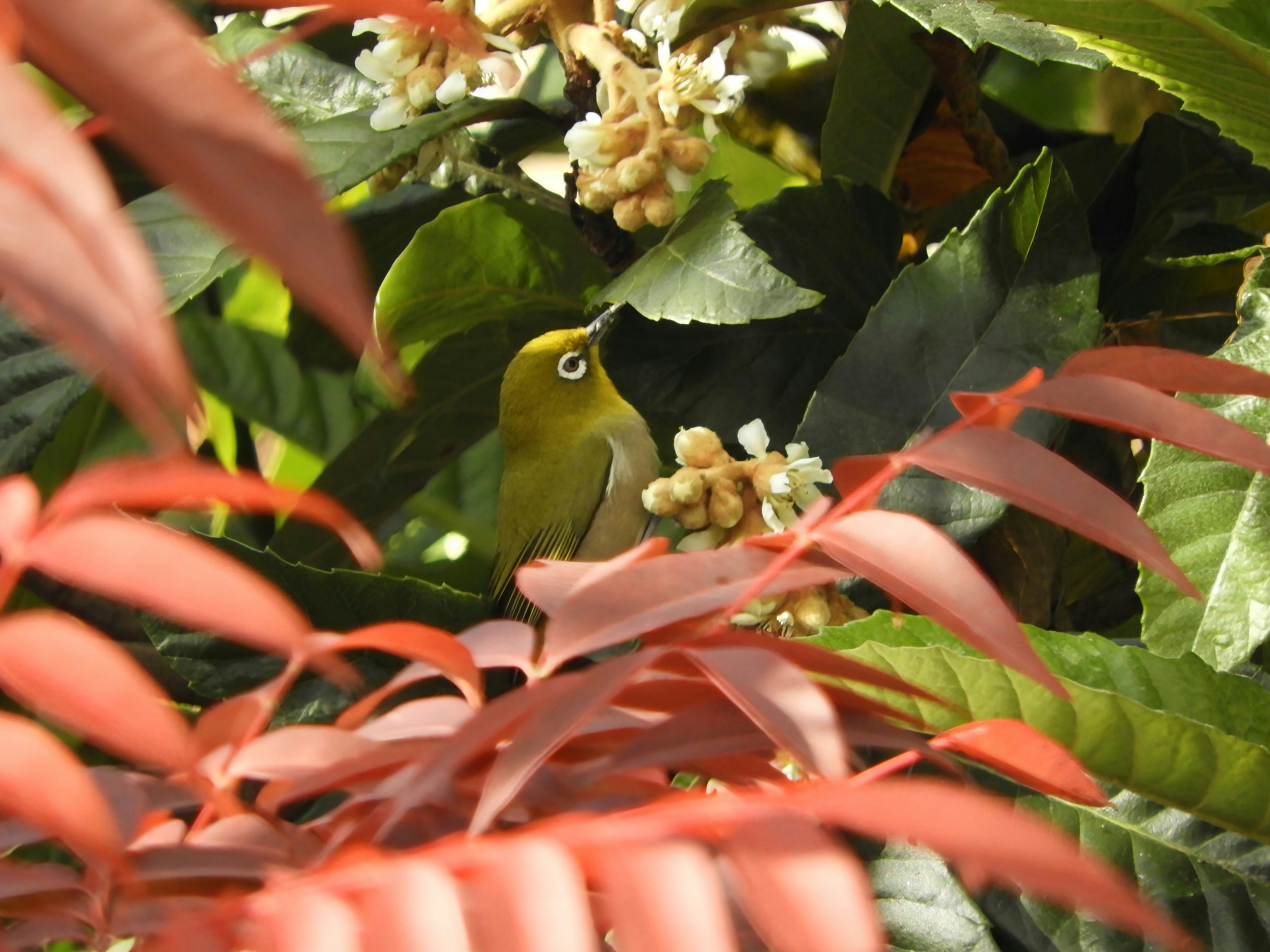 メジロが葉の間で花の蜜をついばむ姿