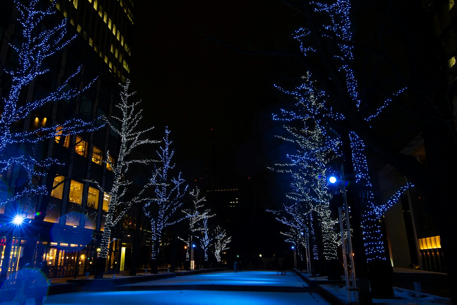 Strada fiancheggiata da alberi illuminati di luce blu di notte